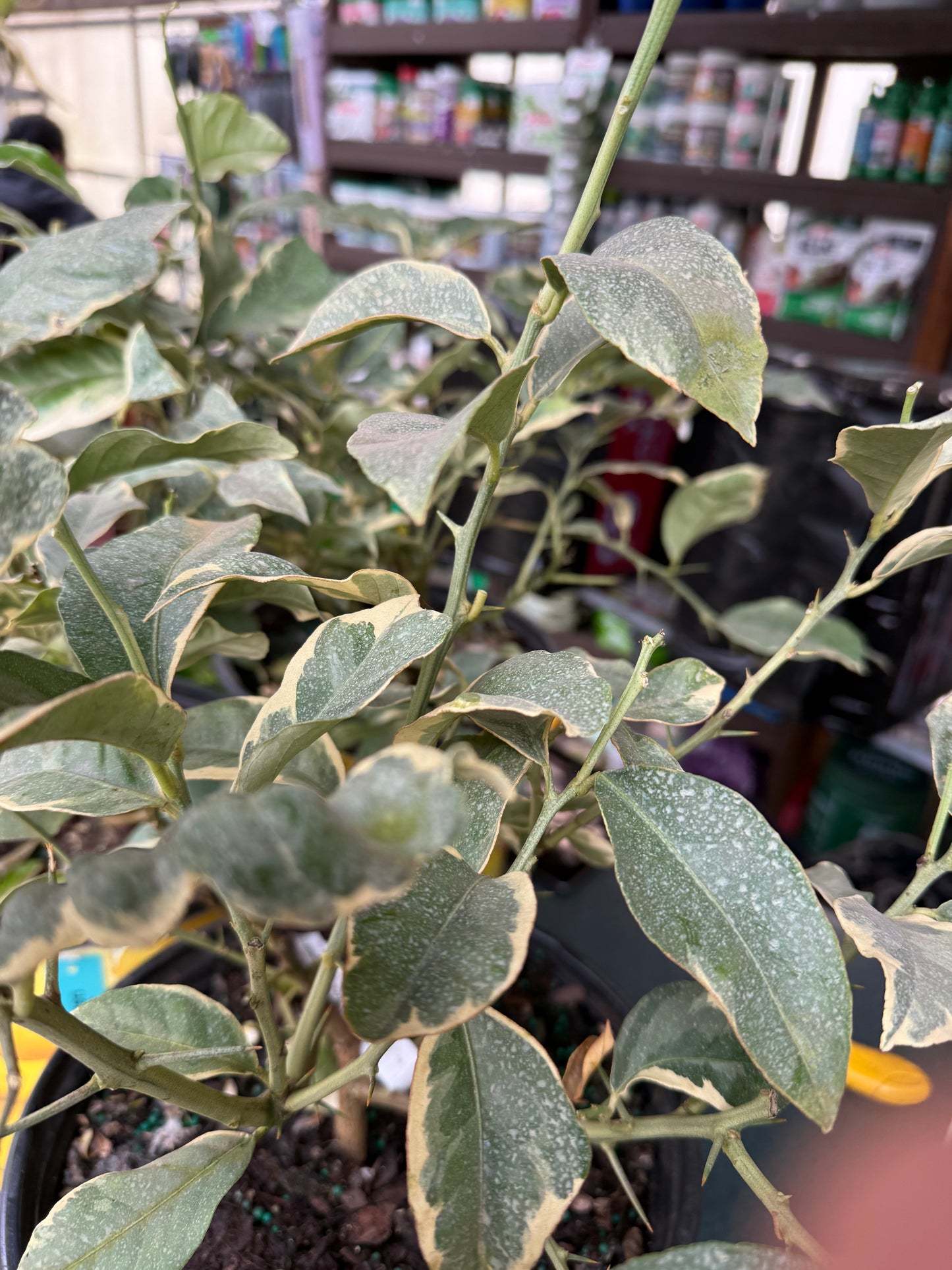 10" Citrus, Variegated Pink Lemon