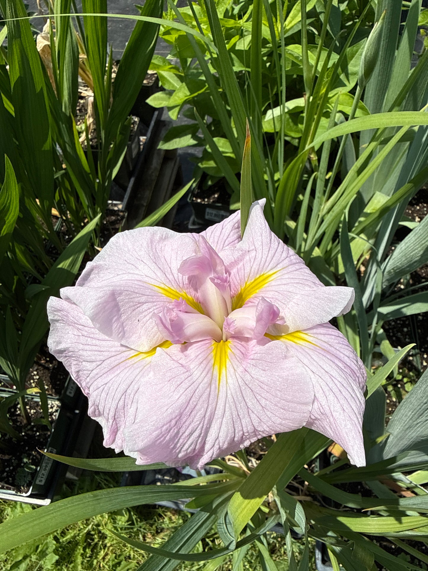 Iris 1 Gal