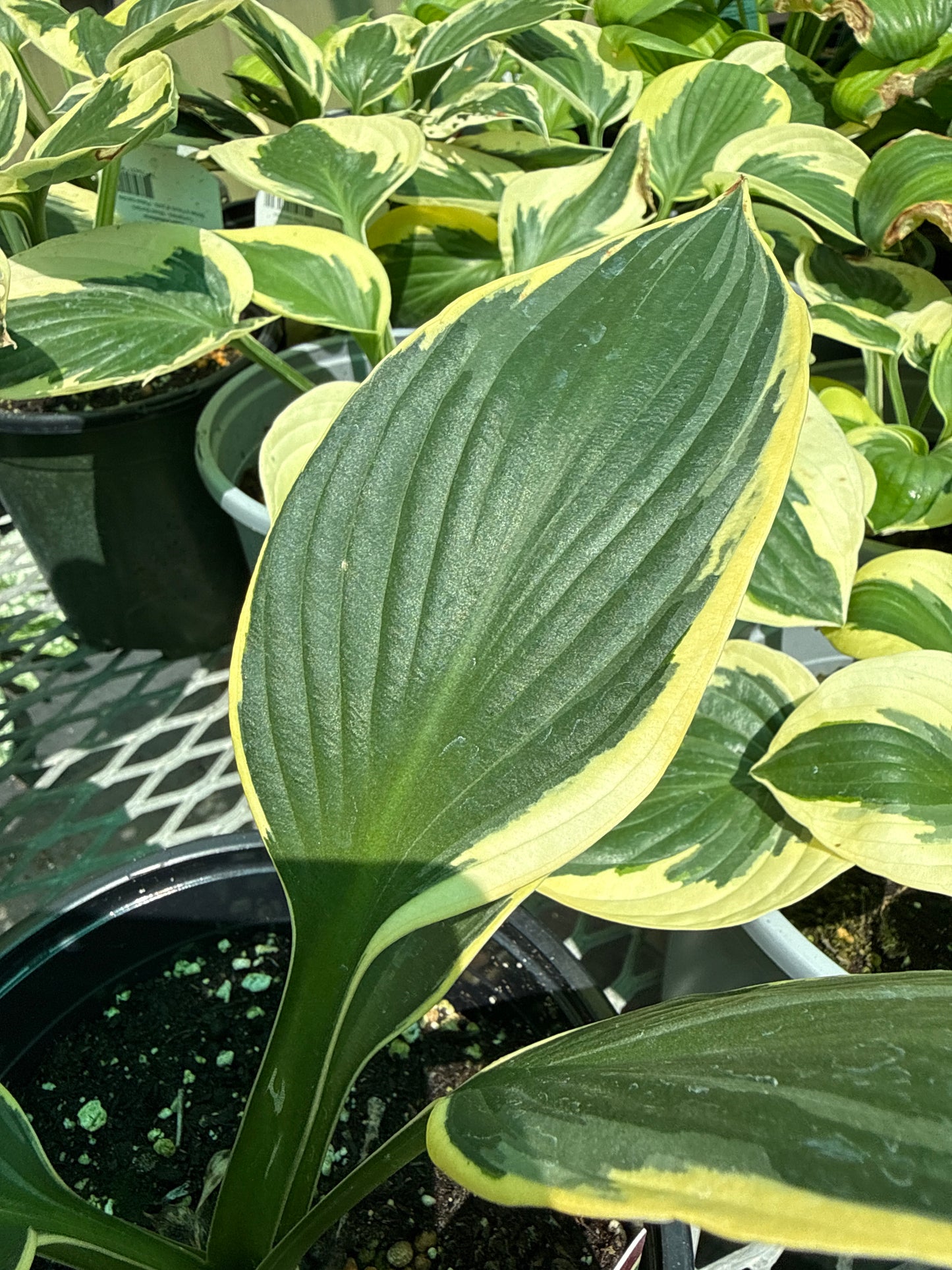 Hosta 'Yellow River'