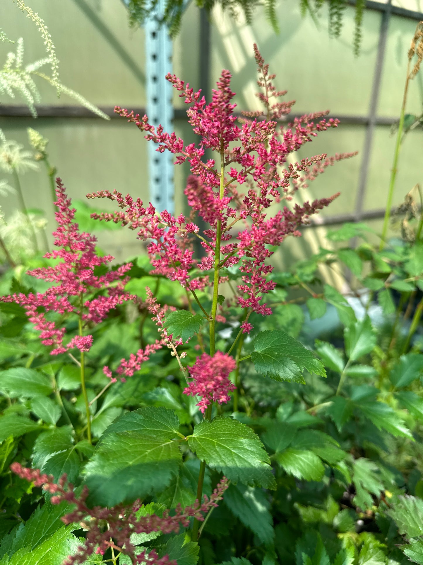 1 Gal Astilbe