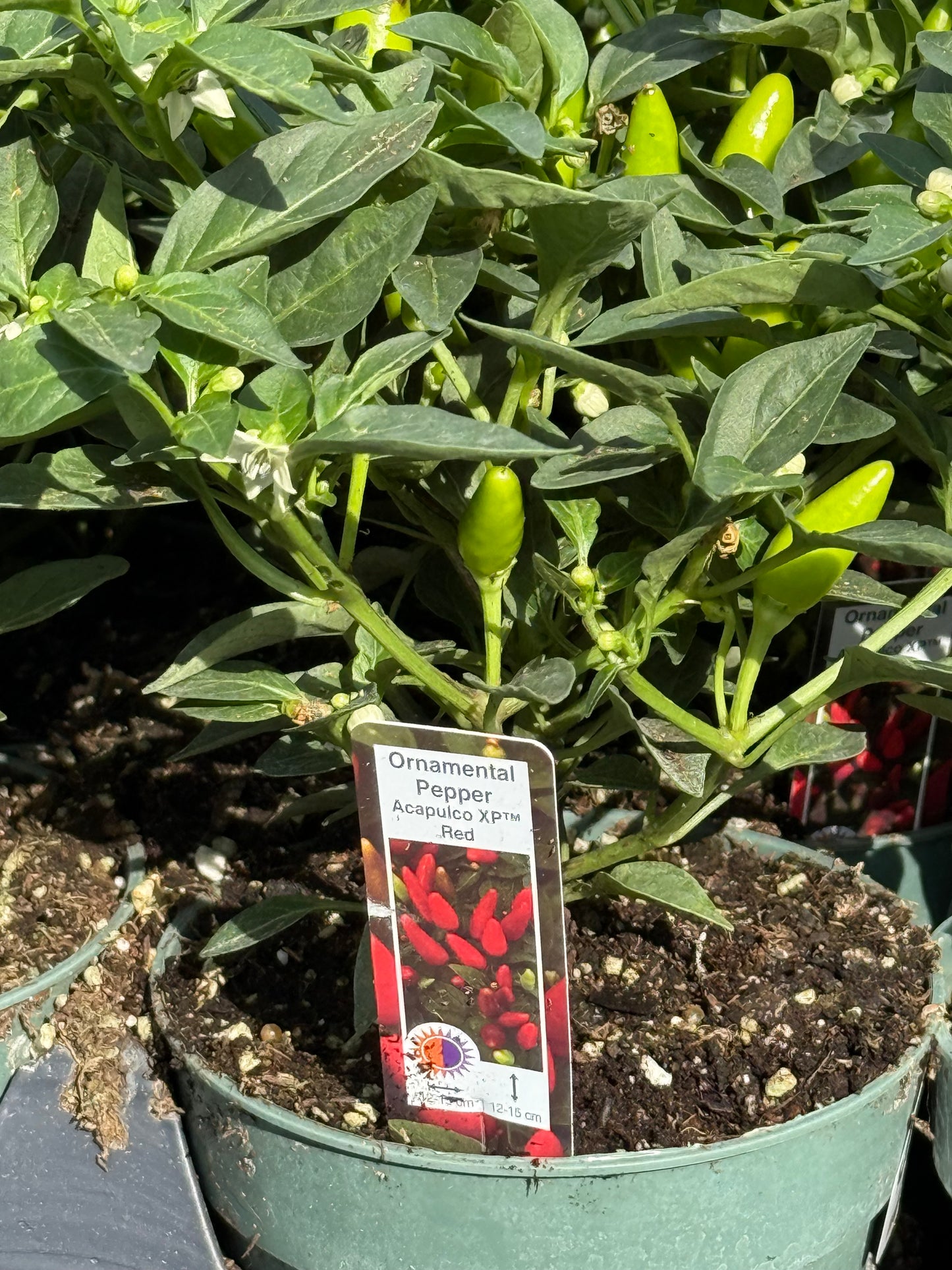 4.5" Ornamental Pepper