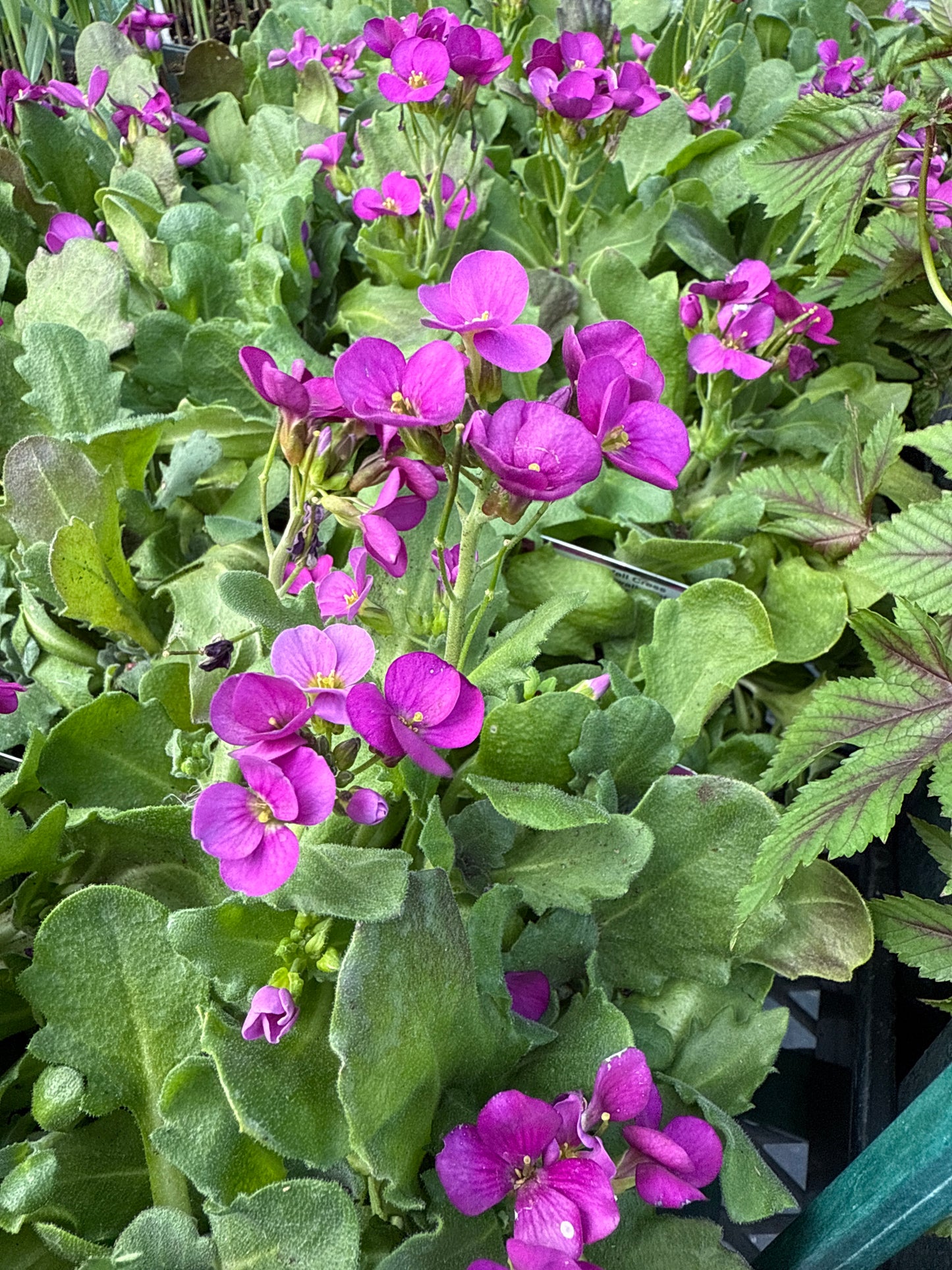 4" Mountain Rockcress 'Arabis'
