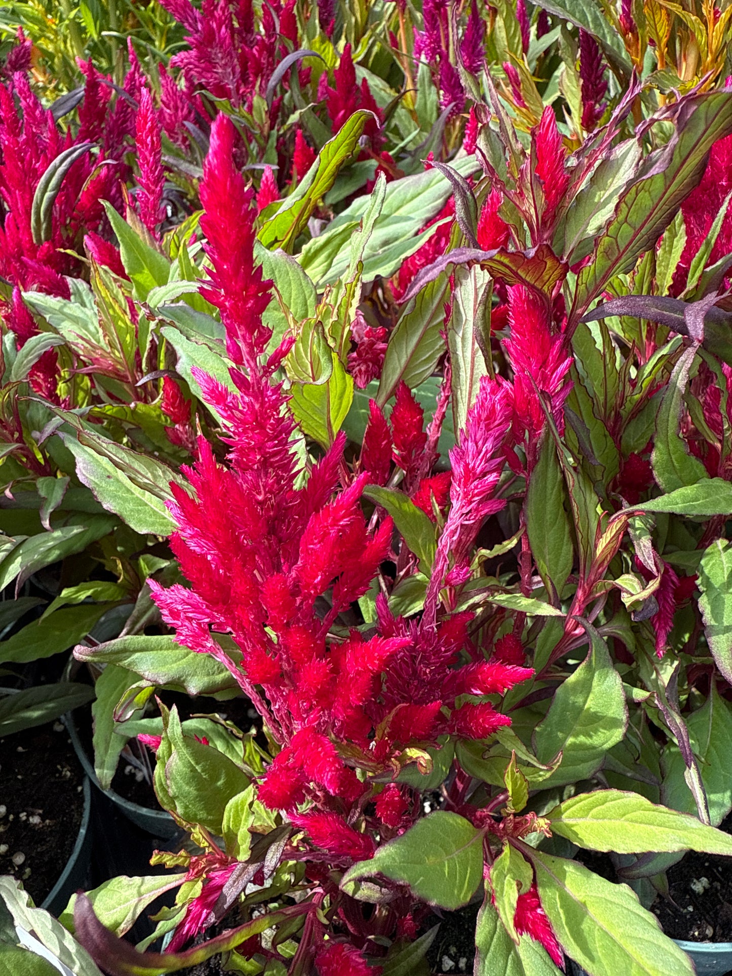 4" Celosia