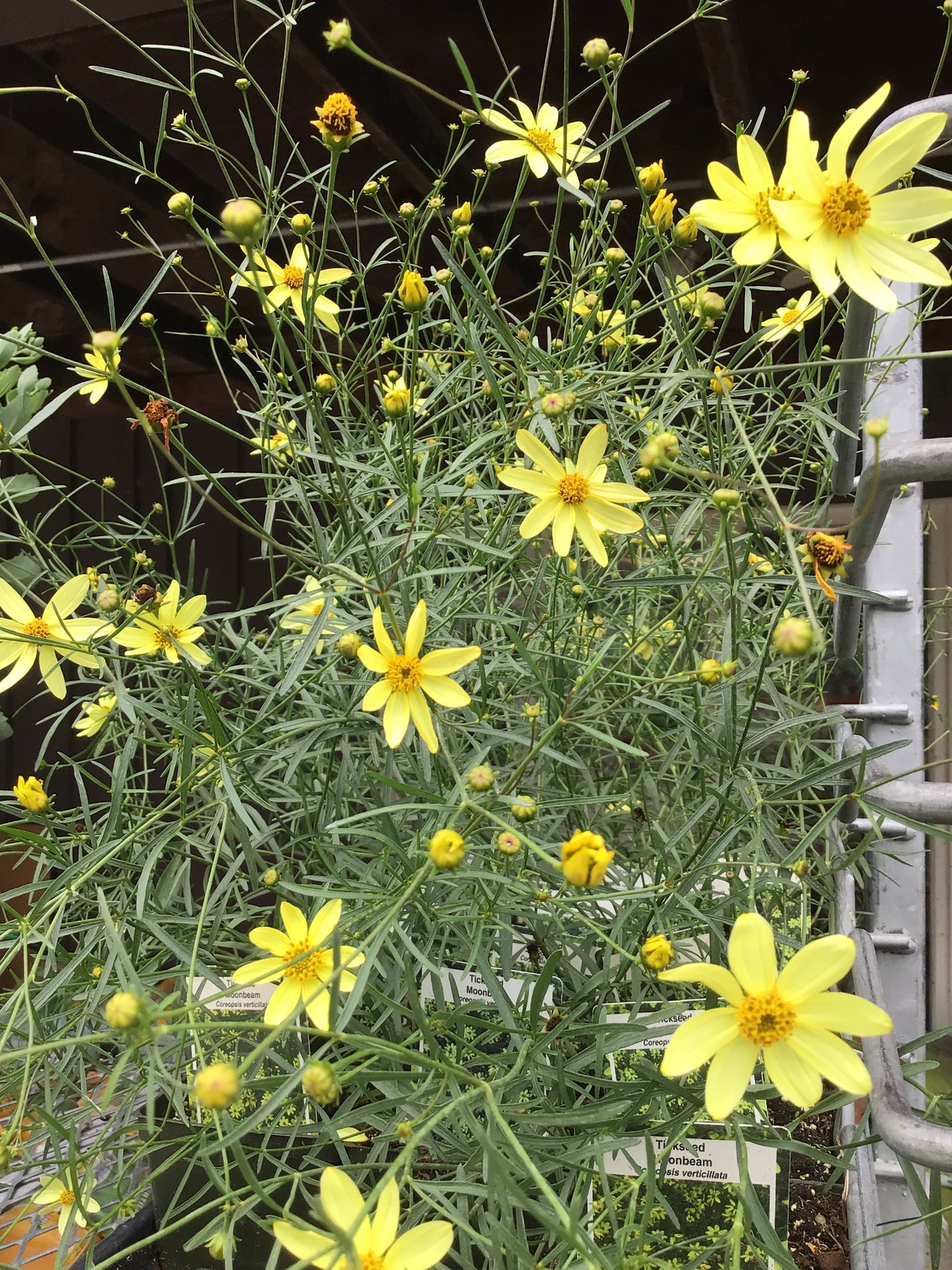 4" Coreopsis 'Tickseed'