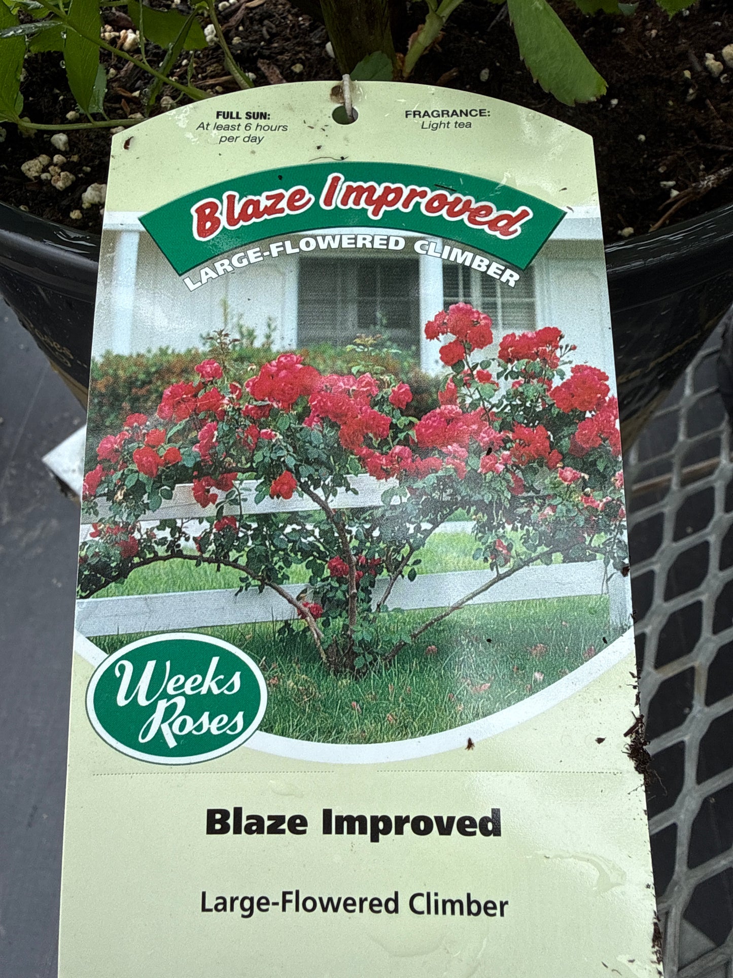 Weeks Roses 'Blaze Improvement'. (Climbing Rose)