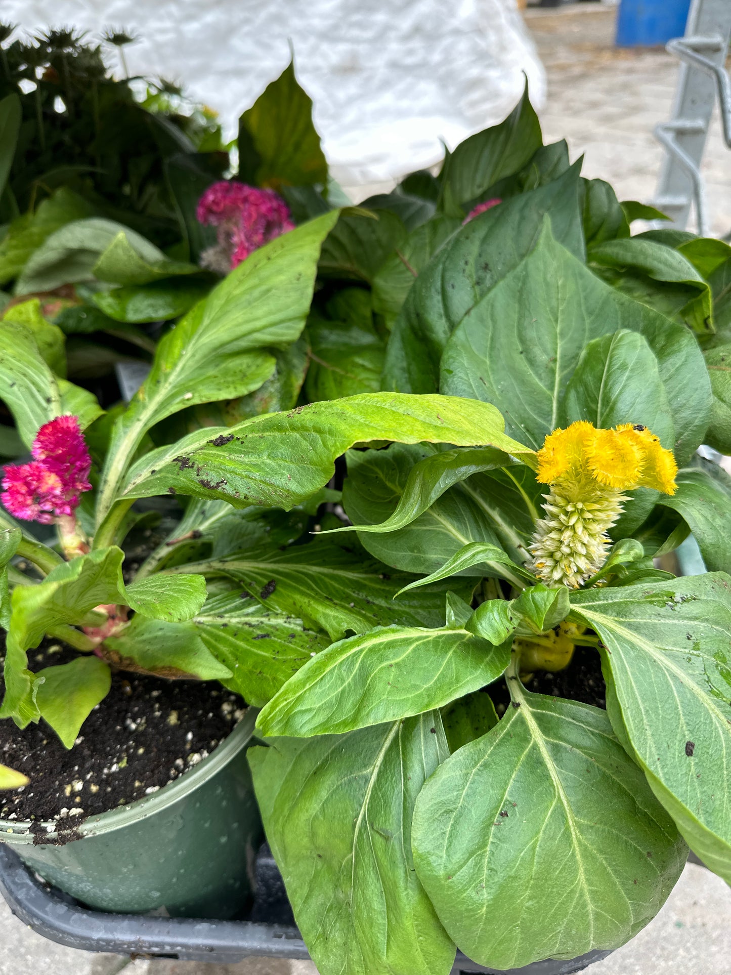Twisted Celosia