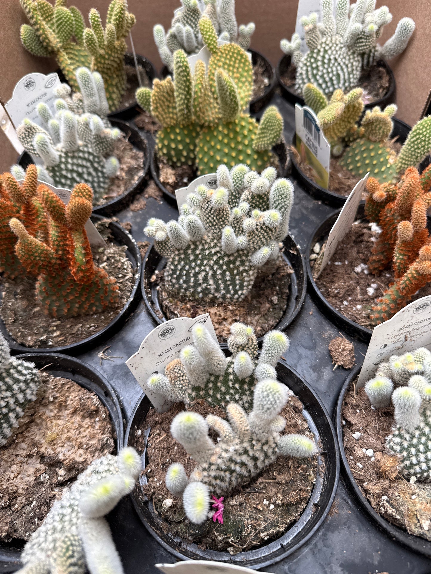 4" Prickly Pear 'Optunia' Cactus