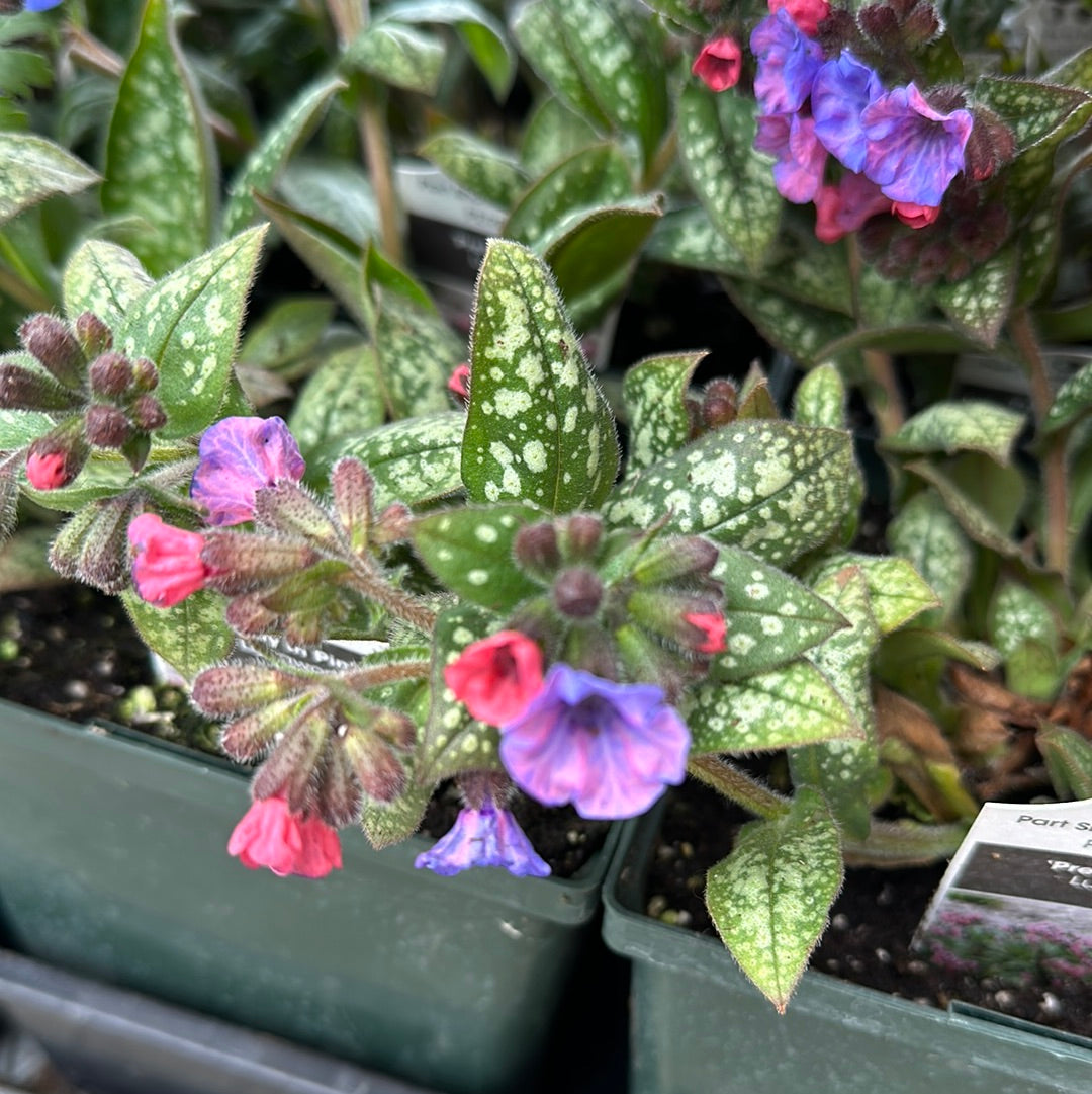 Lungwort, Bethlehem Sage (Pulmonaria)