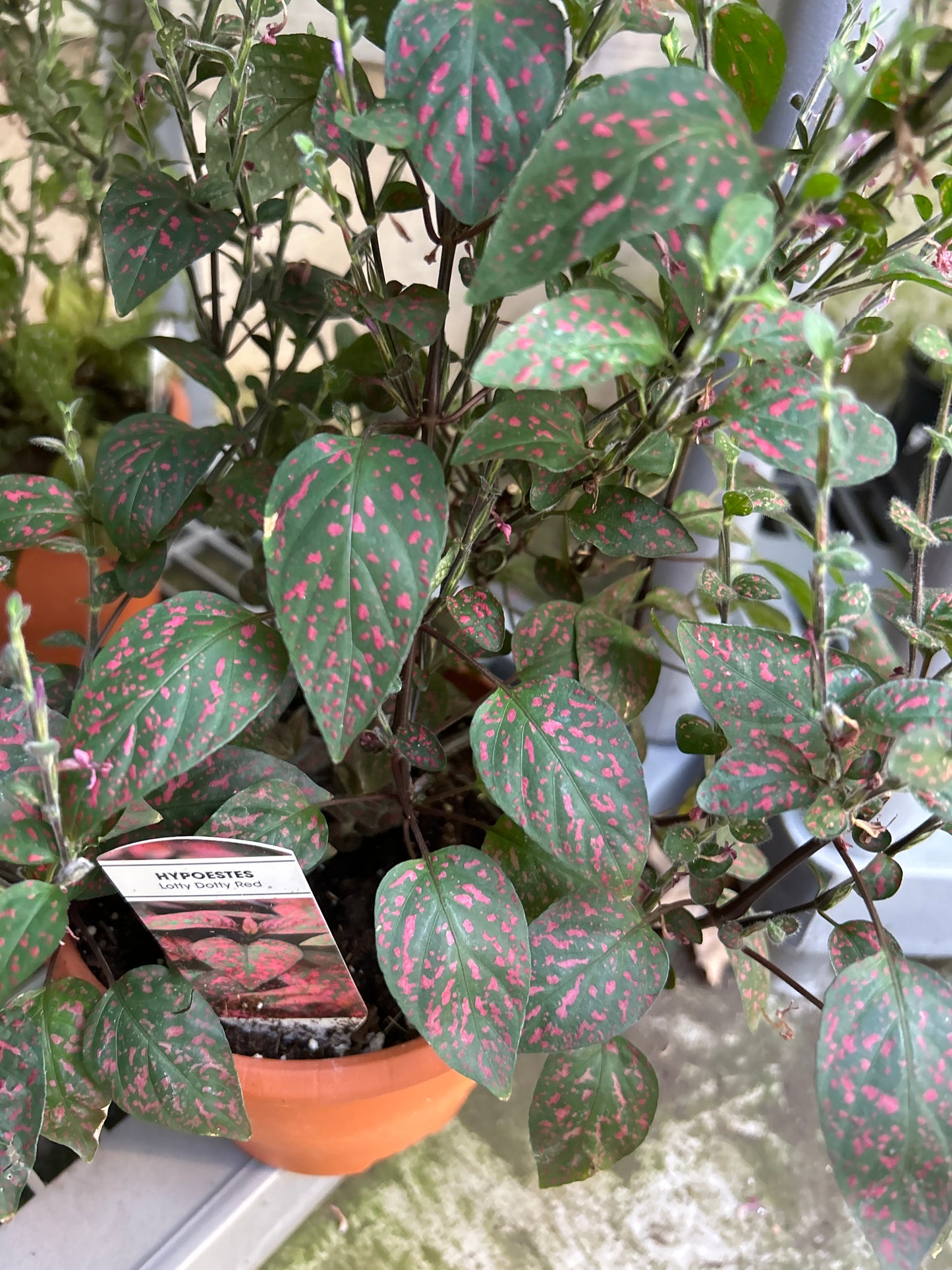 6" Polka Dot Plant