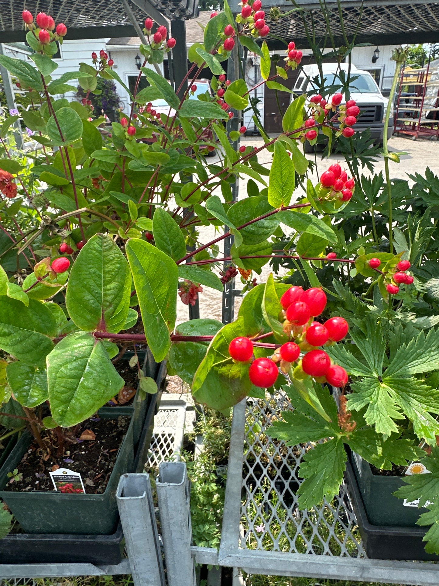 1 Gal Hypericum 'Miracle Grandeur'