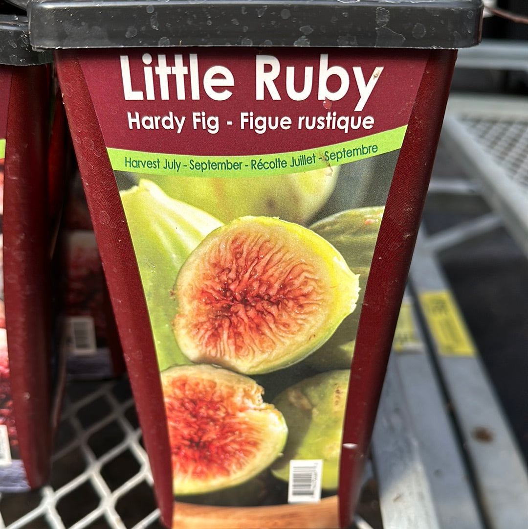 Dwarf Hardy Fig