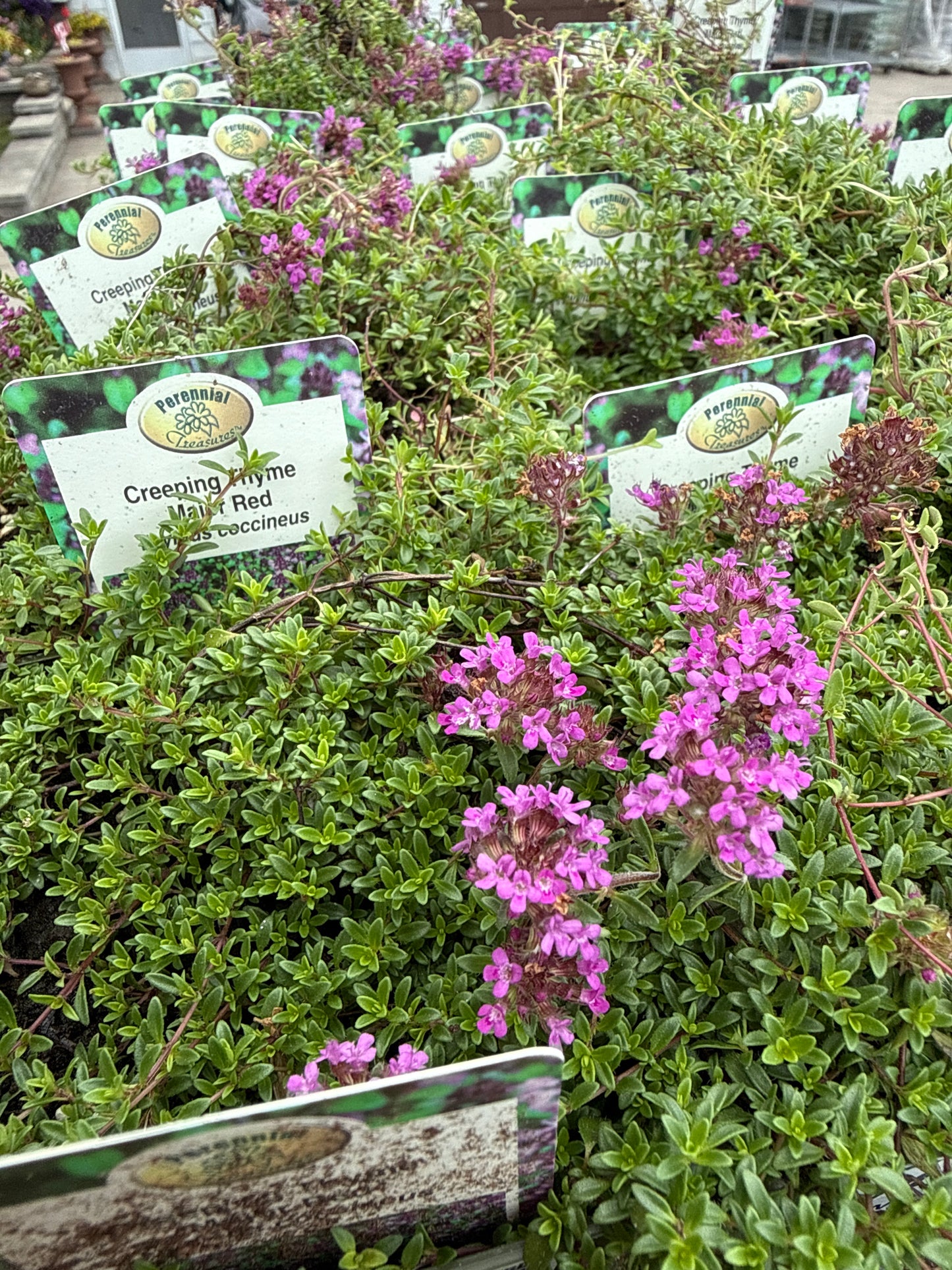 4" Thyme (Perennial)
