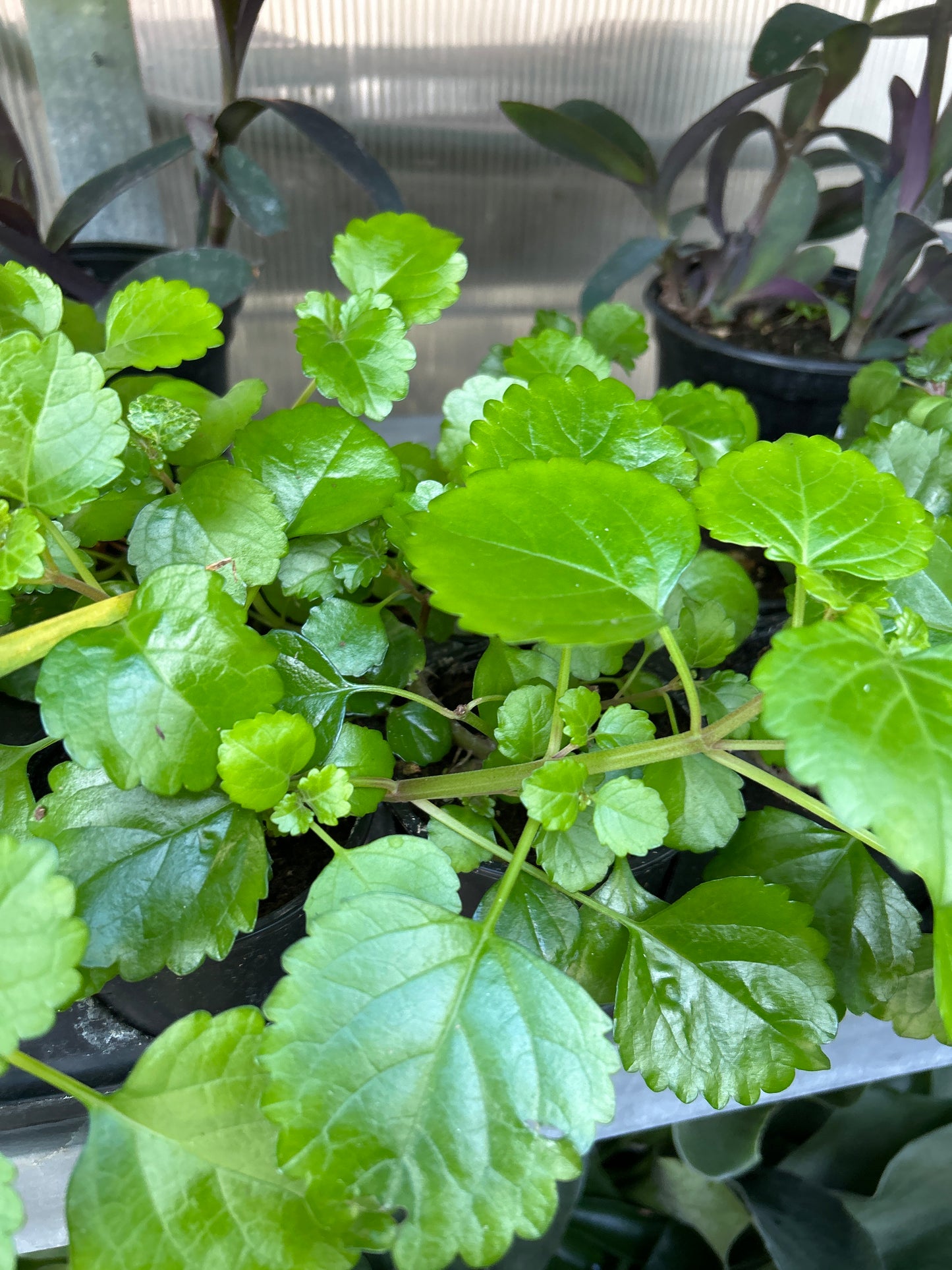 4" Swedish Ivy (Plectranthus)