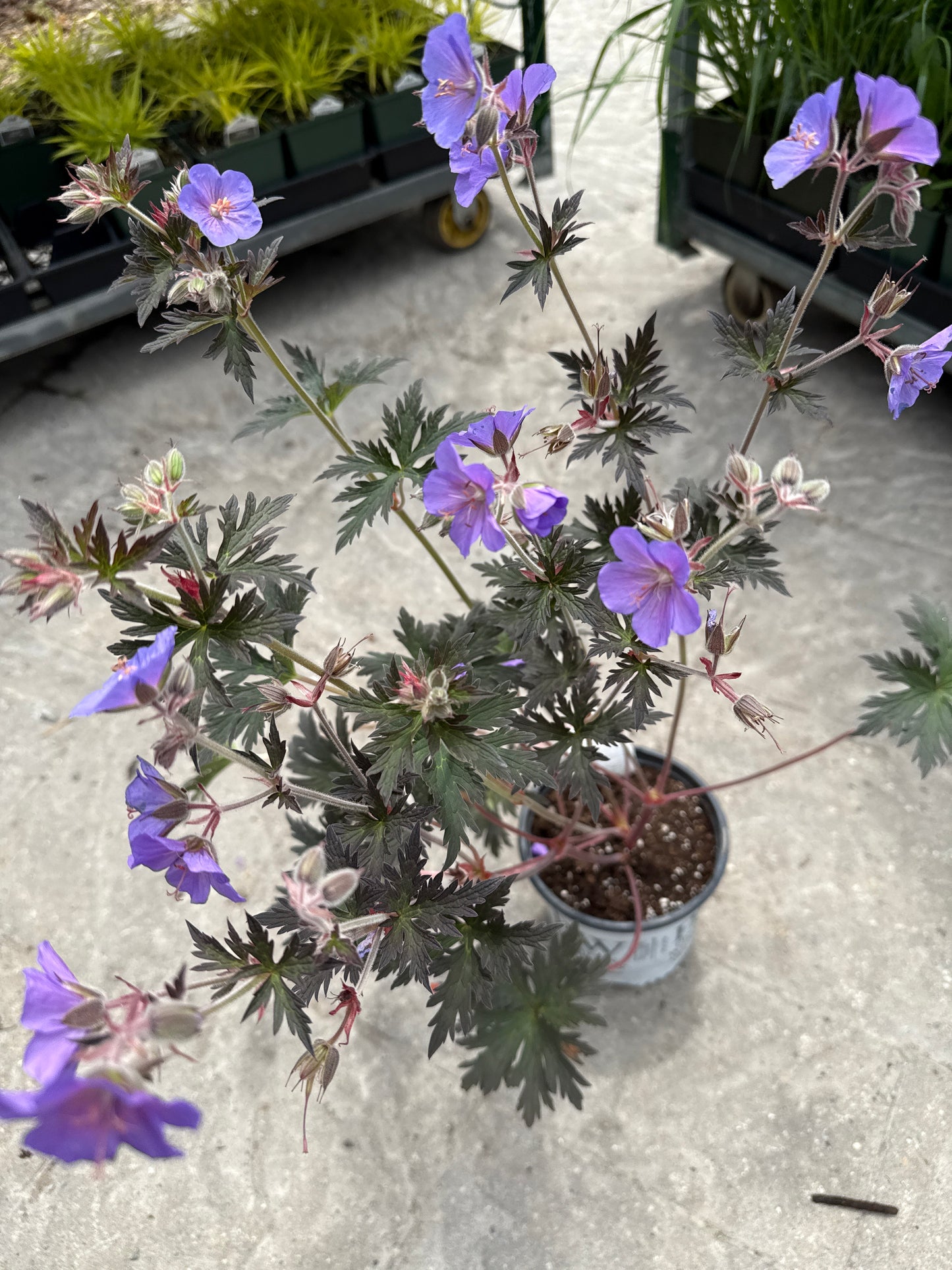 1 Gal Cranesbill (Perennial Geranium)
