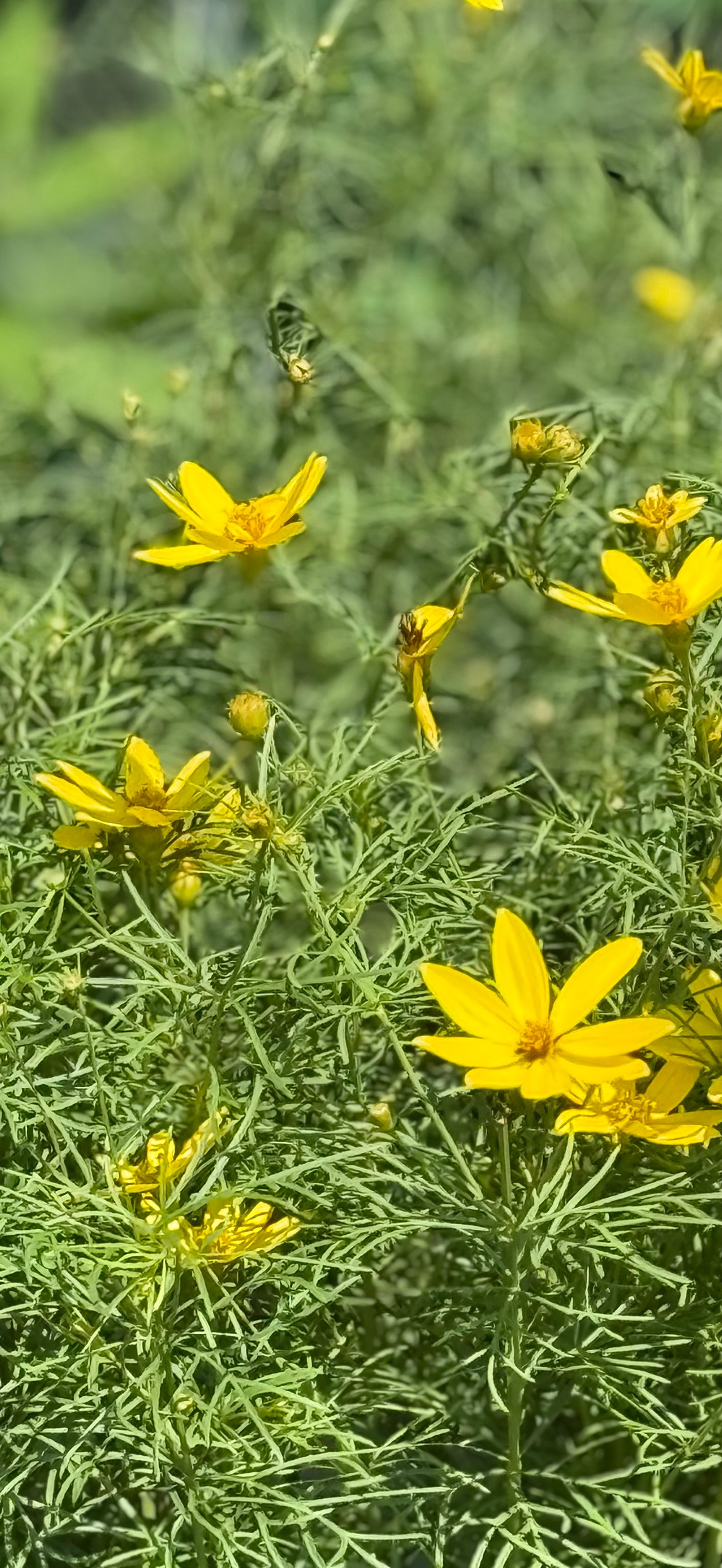 4" Coreopsis 'Tickseed'