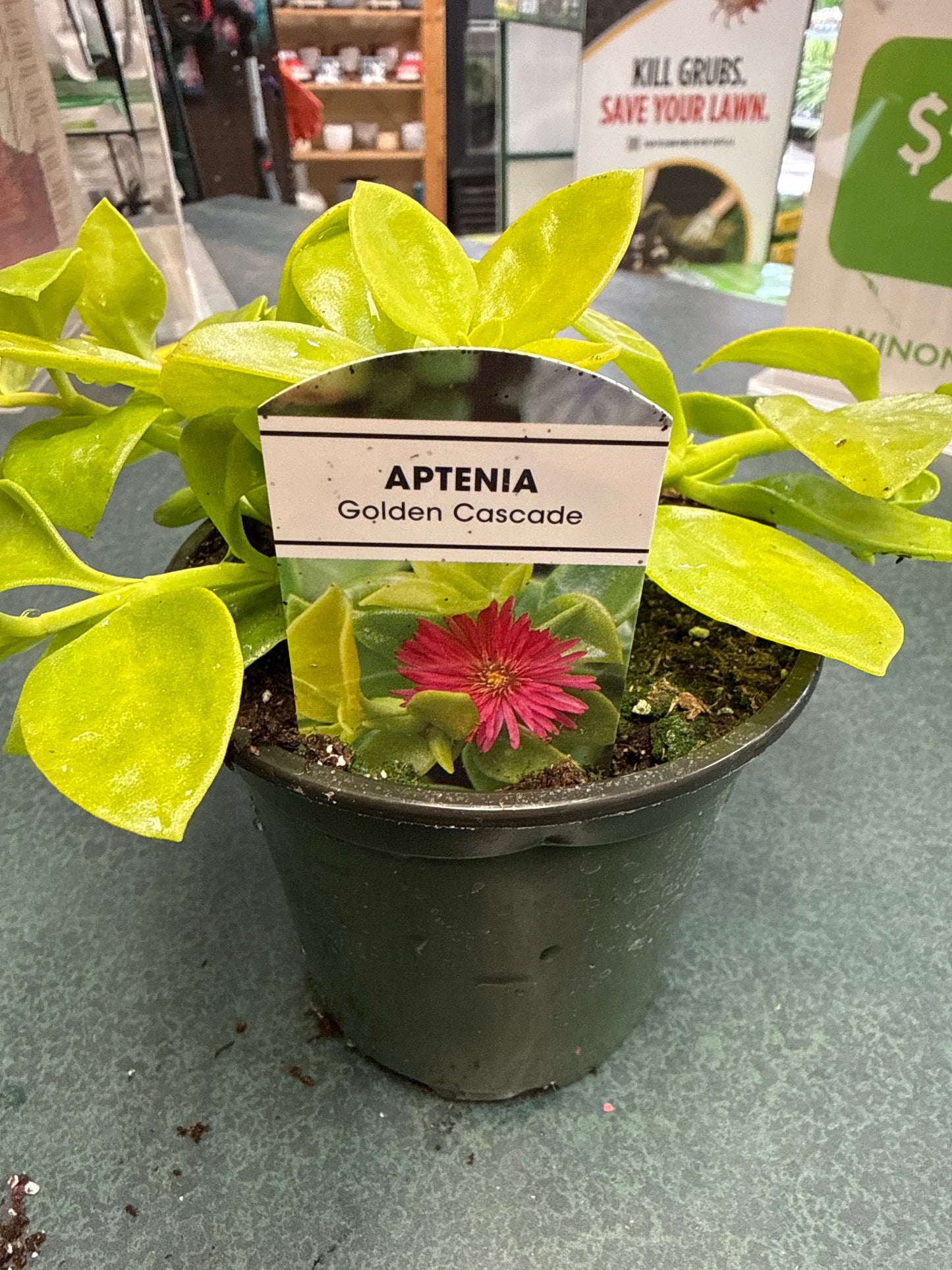 4" Aptenia 'Golden Cascade'