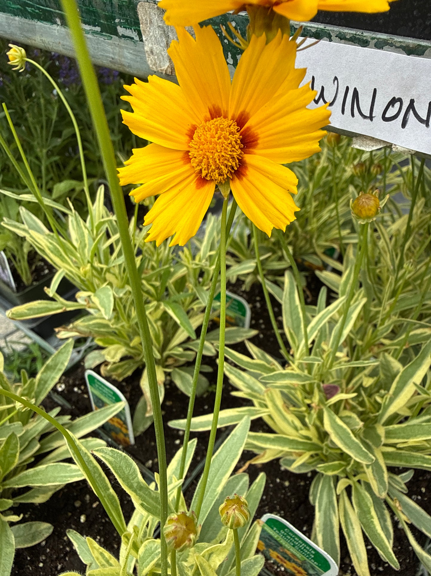 1 Gal Coreopsis 'Tickseed'