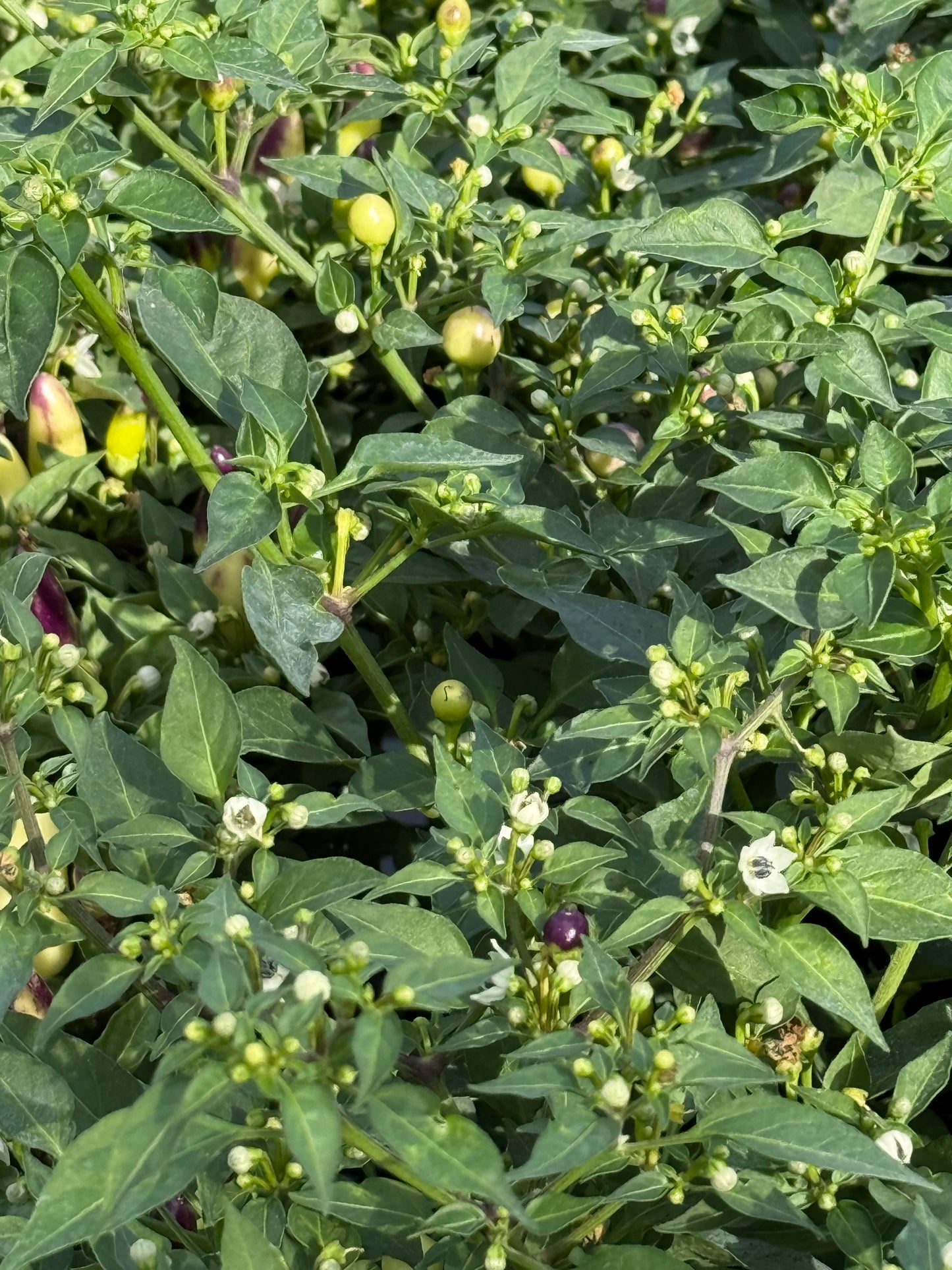 4.5" Ornamental Pepper