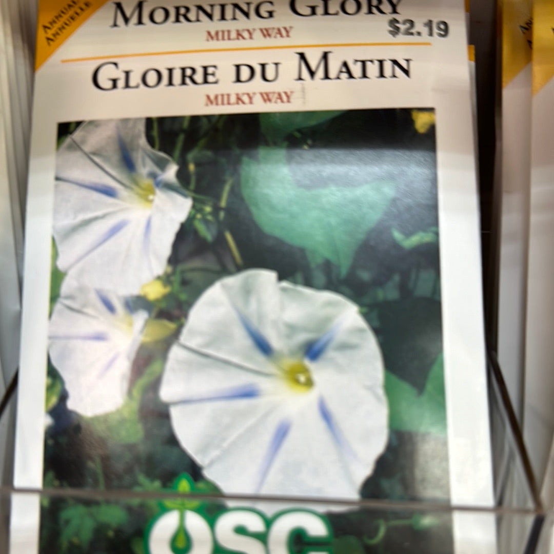 Seed Packets - Annual (Morning Glory)