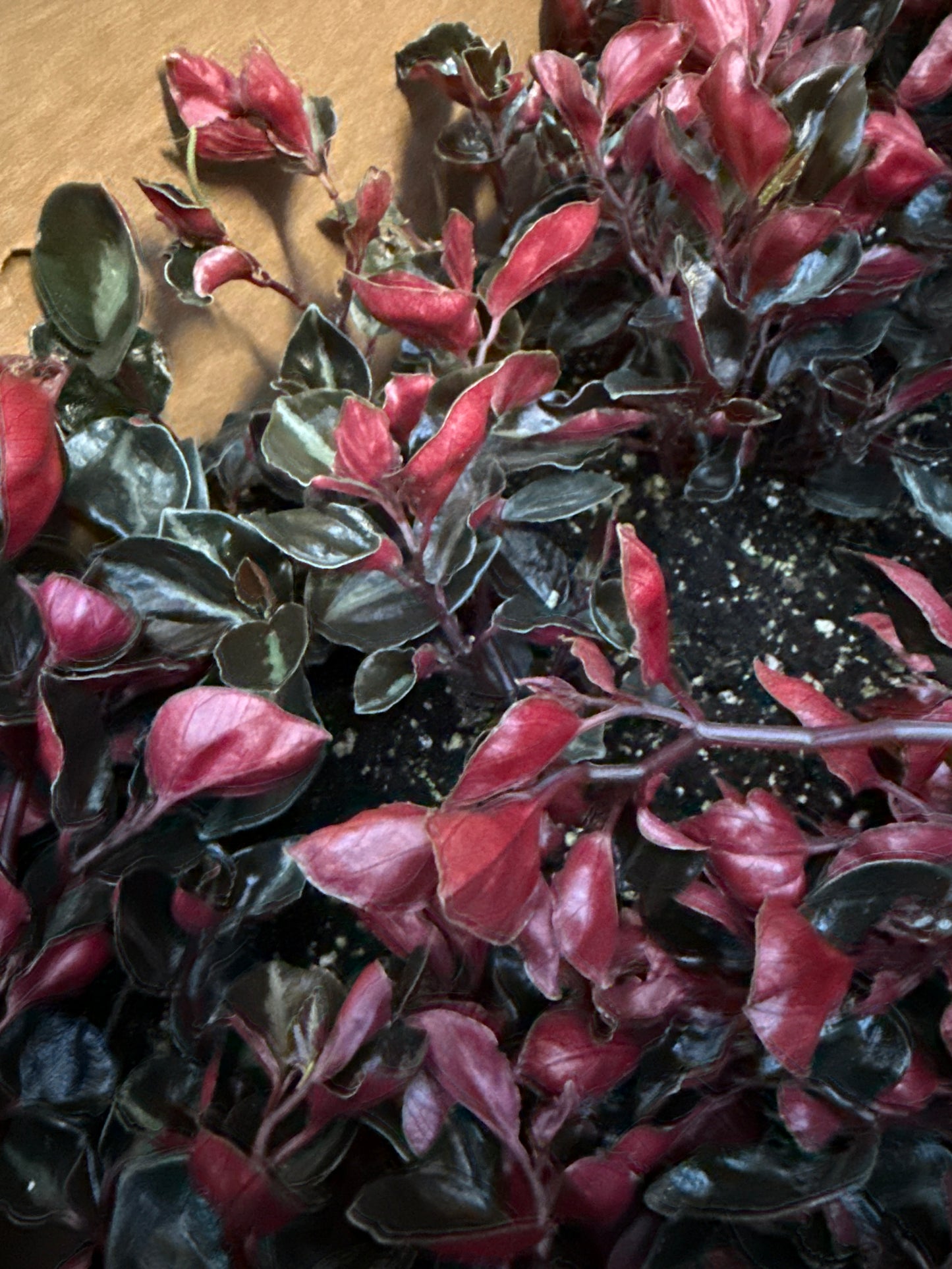 4" Peperomia Metallica