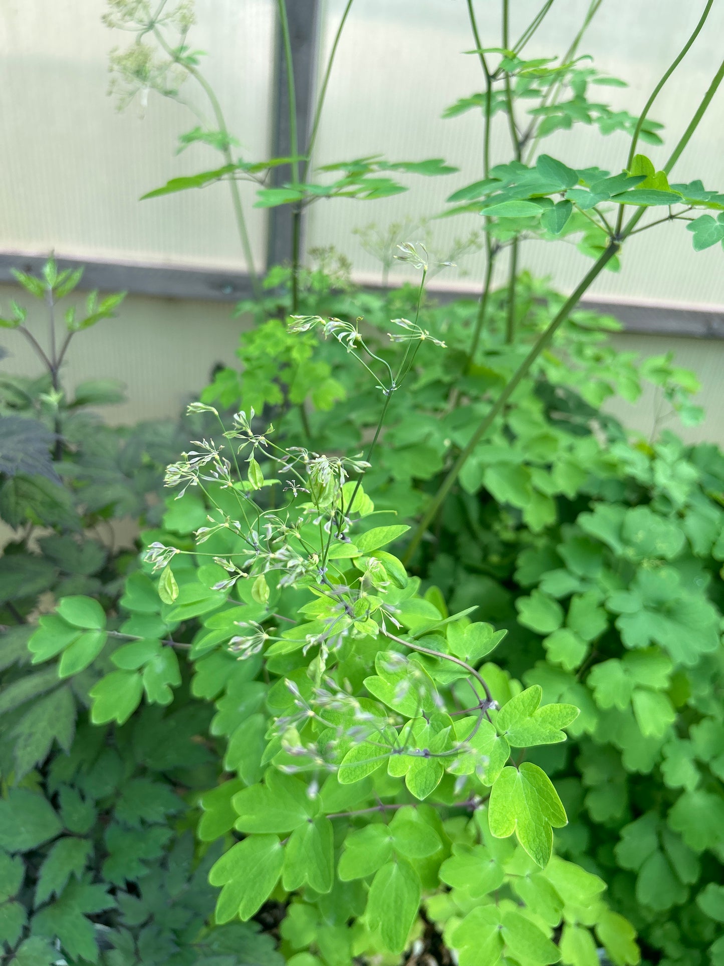 1 Gal Thalictrum 'Black Stocking'