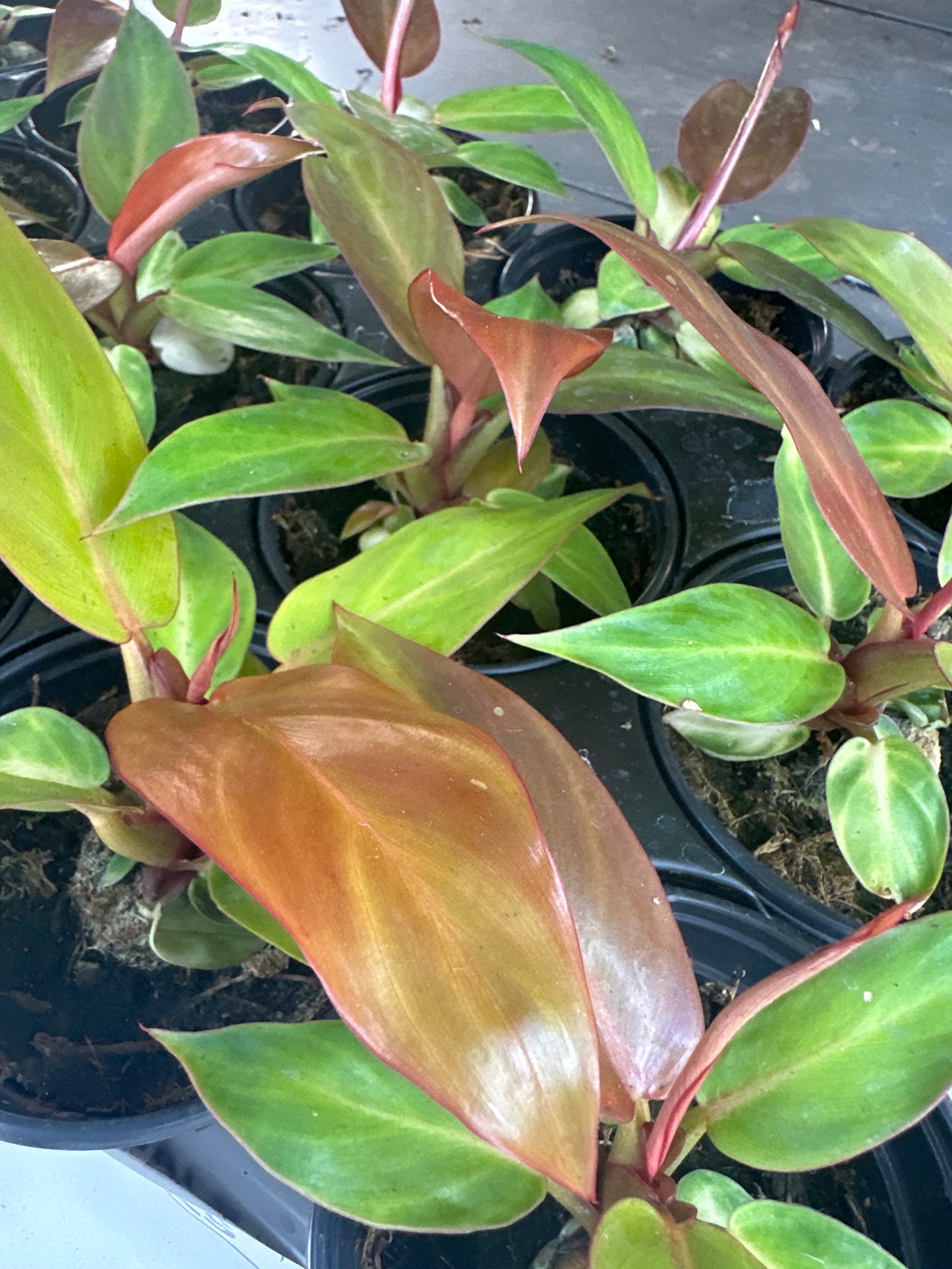 Philodendron 'Sun Red'