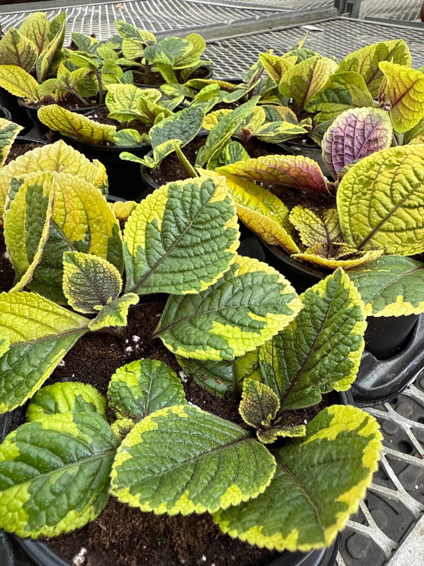 4" Swedish Ivy (Plectranthus)
