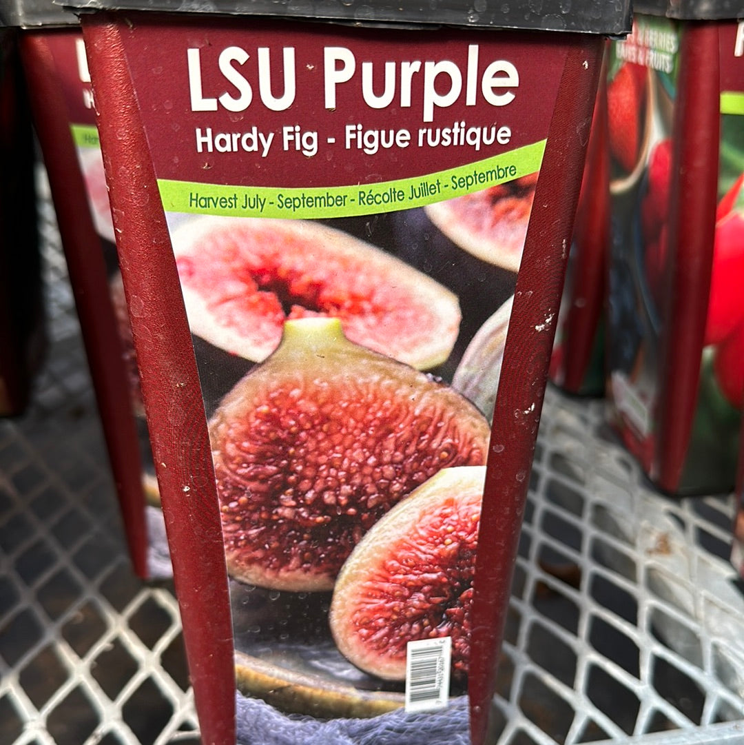 Dwarf Hardy Fig