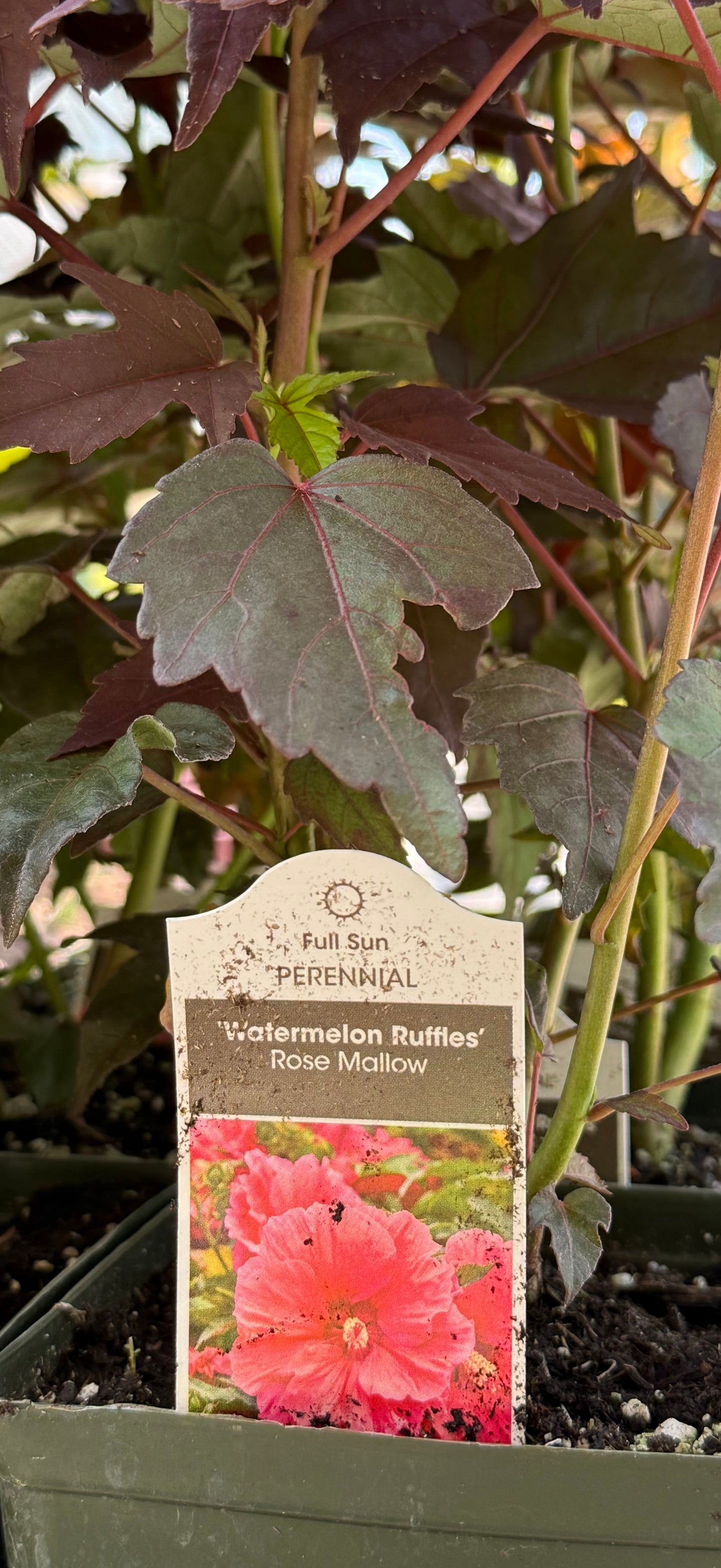 1 Gal Perennial Hibiscus