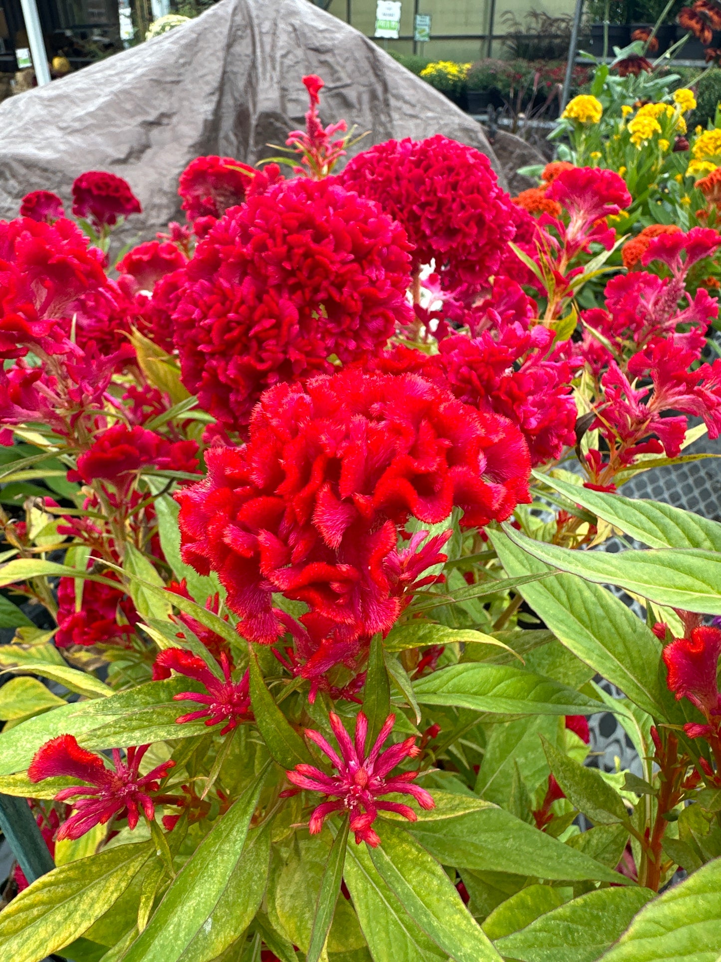 Twisted Celosia