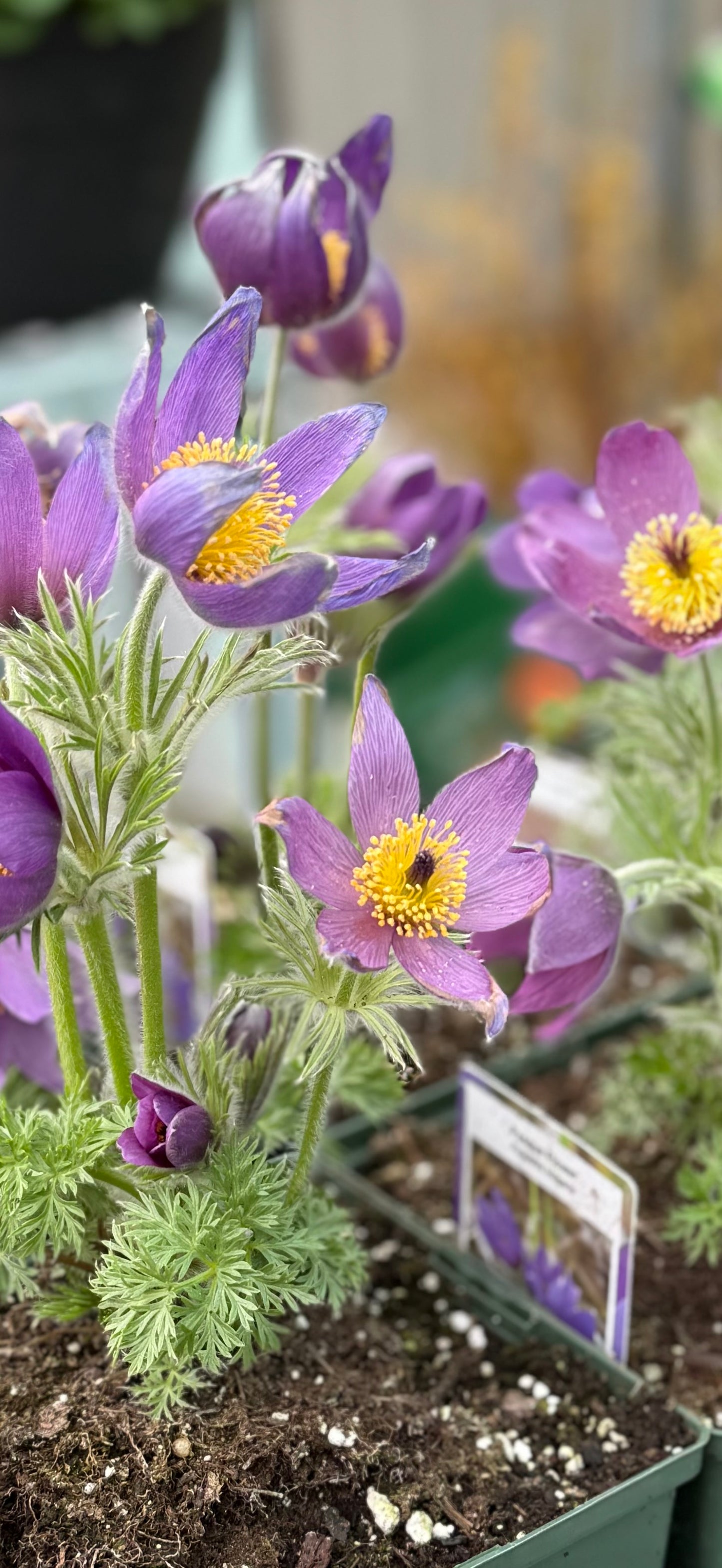 1 Gal Pasque Flower 'Pulsatilla'