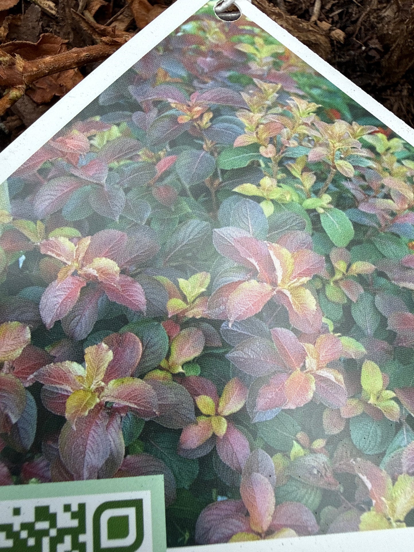 Midnight Sun Weigela (Proven Winners)