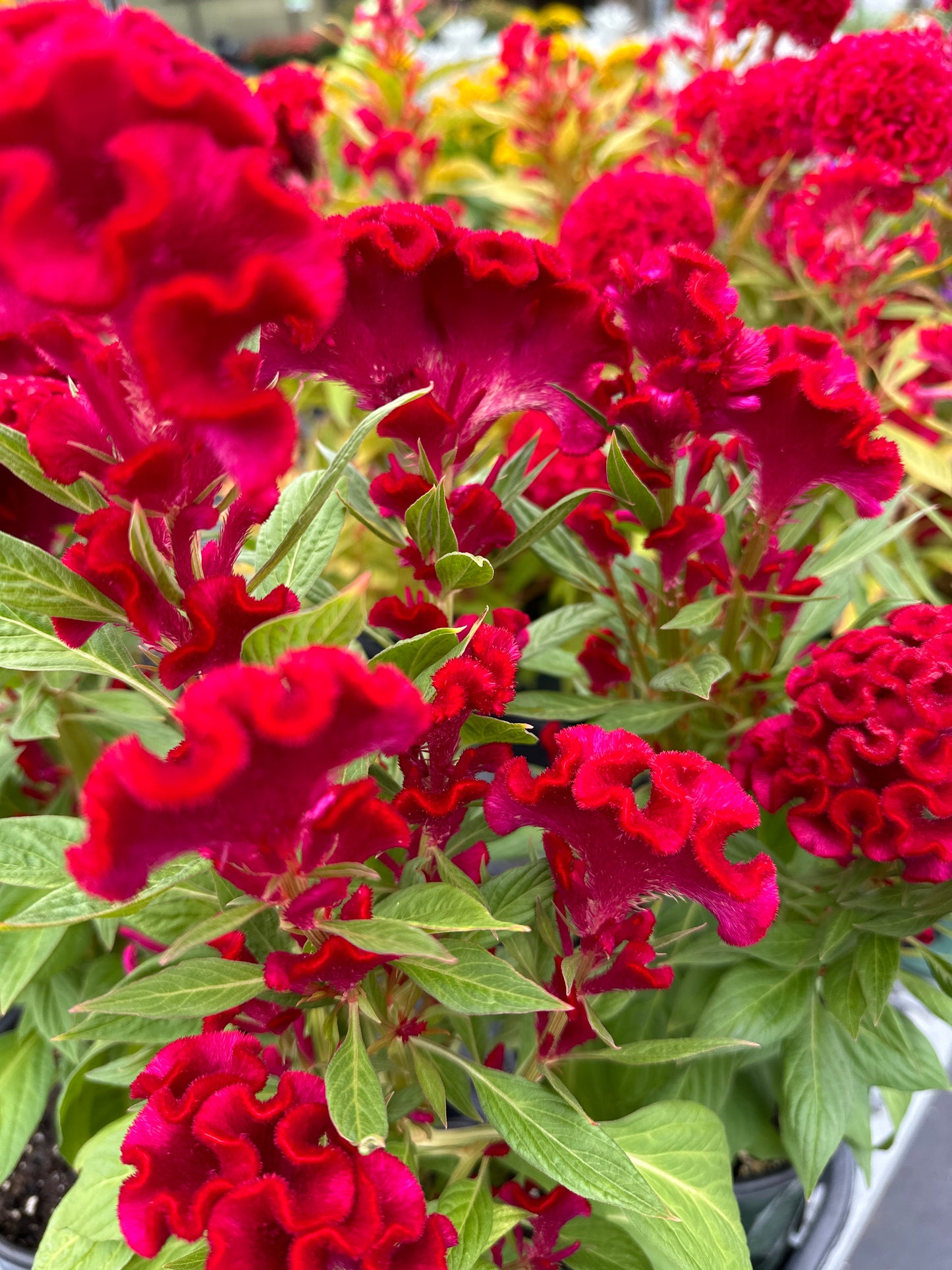 Twisted Celosia
