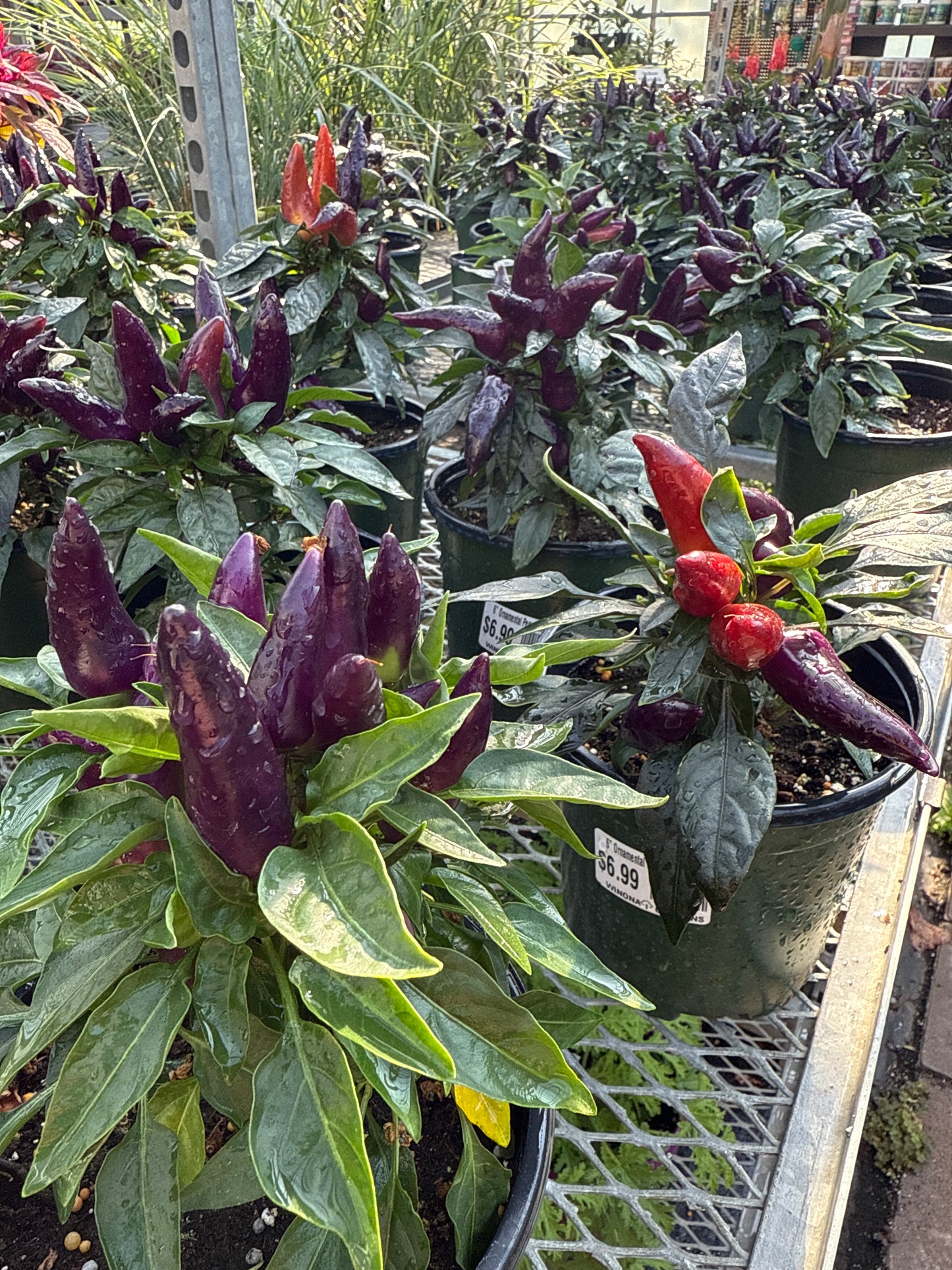 6" Ornamental Pepper