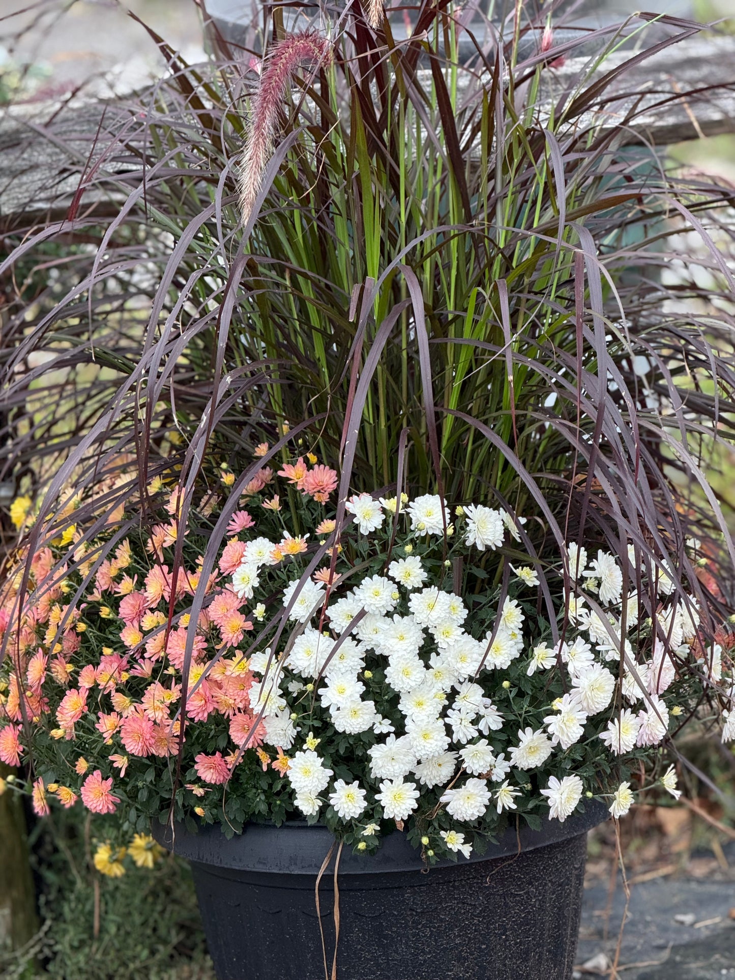 18” Mum Planter with Grass