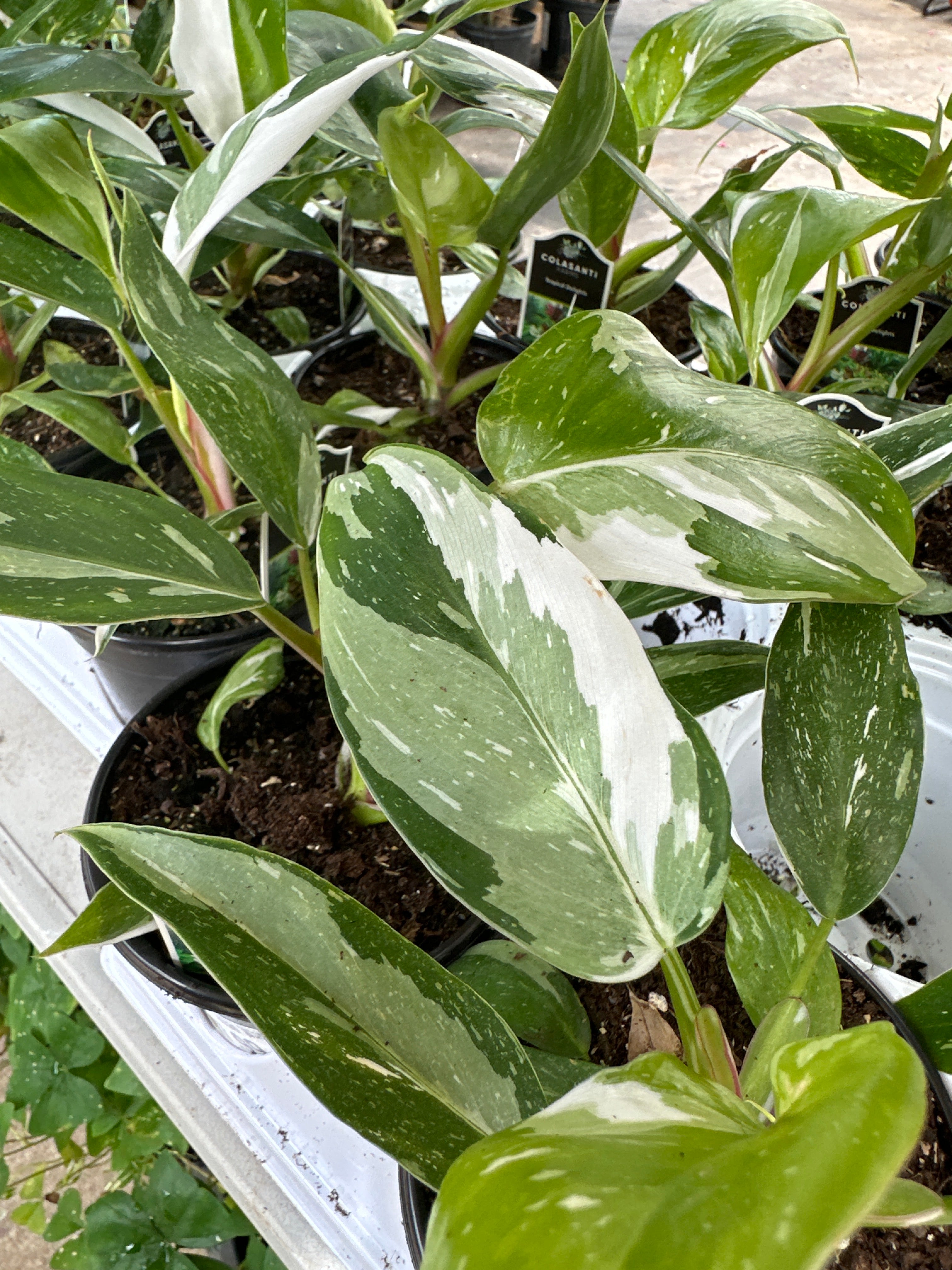 calathea white princess Philodendron 'White Princess'