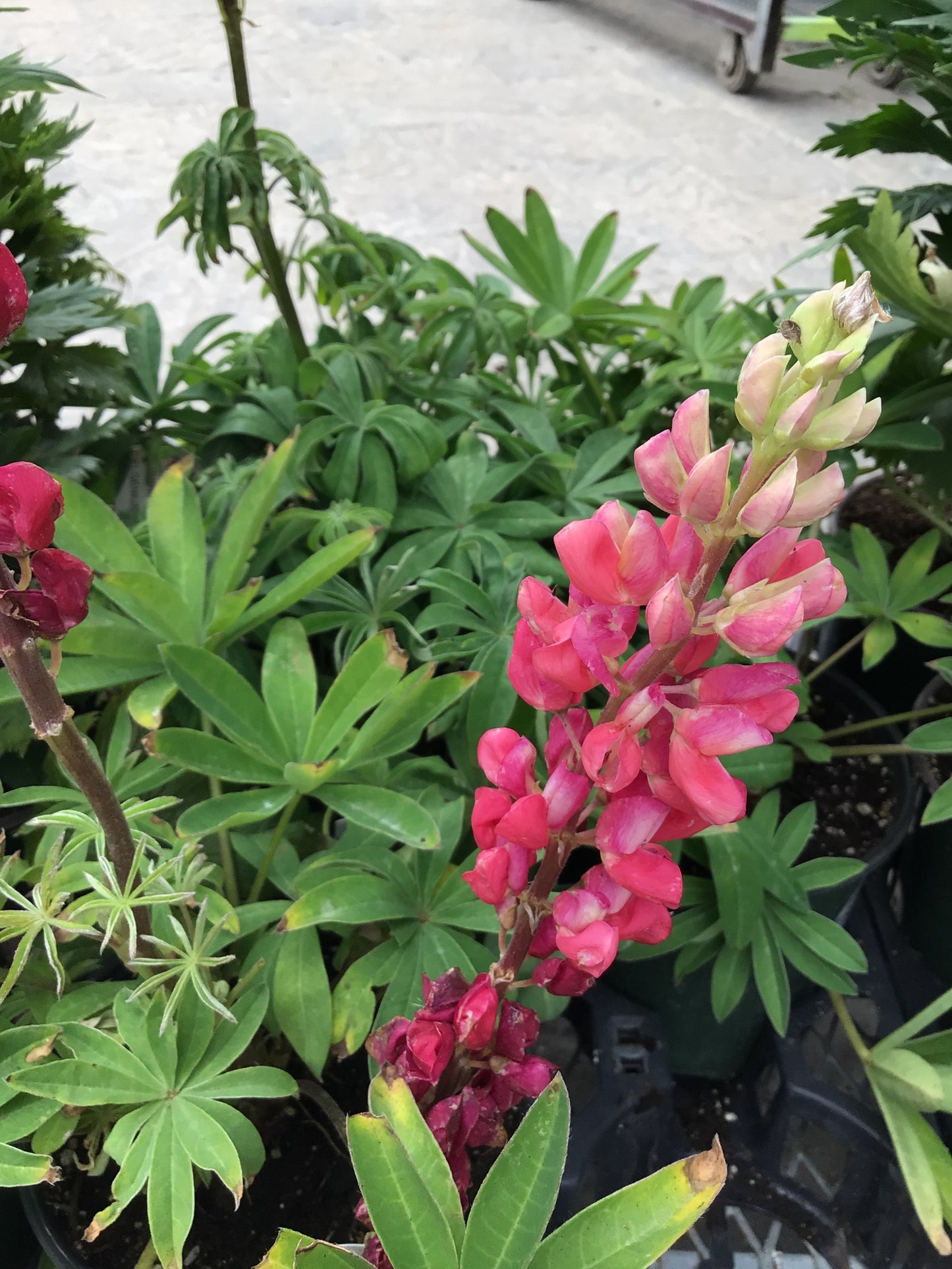 Lupine 'Lupinus' 1 Gal