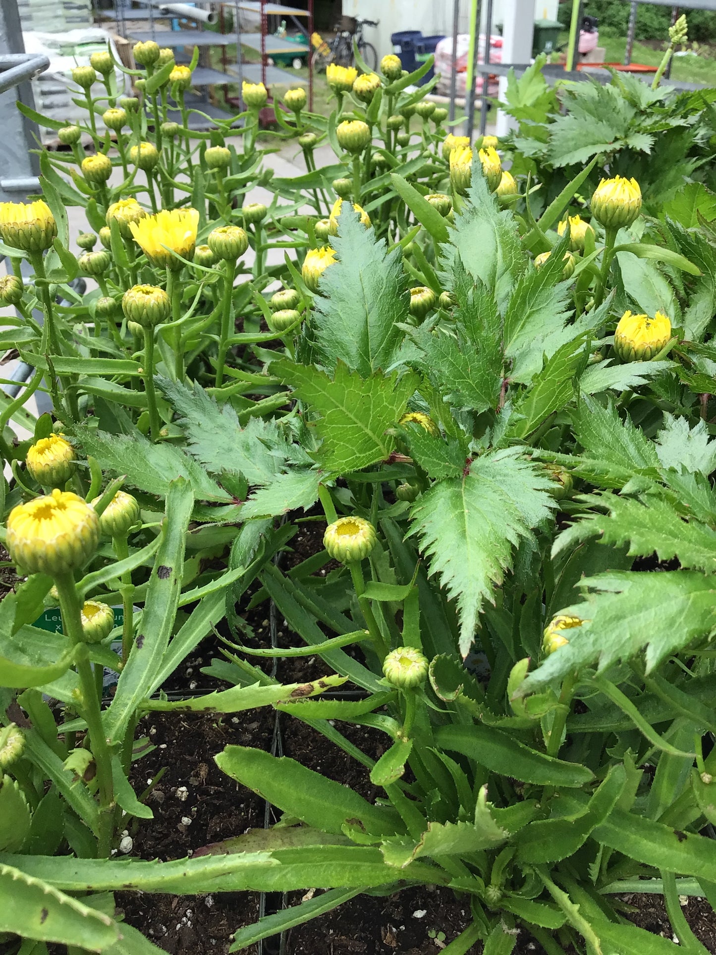 1 Gal Leucanthemum (Shasta Daisy)