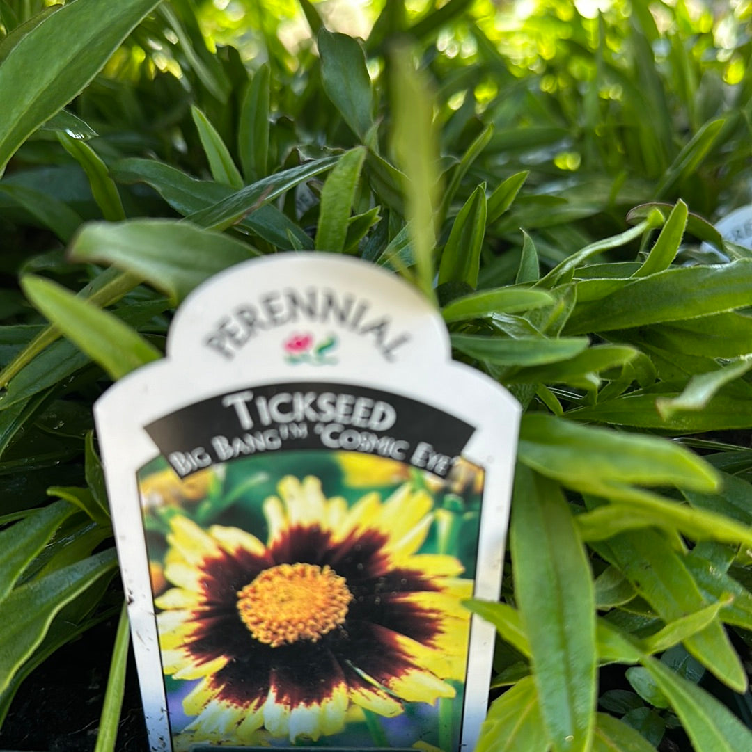 1 Gal Coreopsis 'Tickseed'