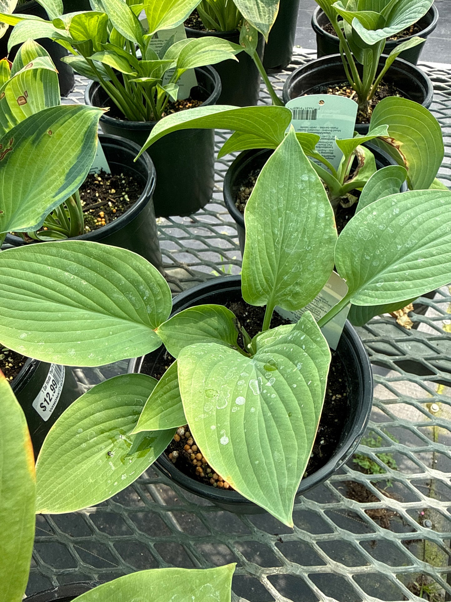 Hosta 'T Rex'