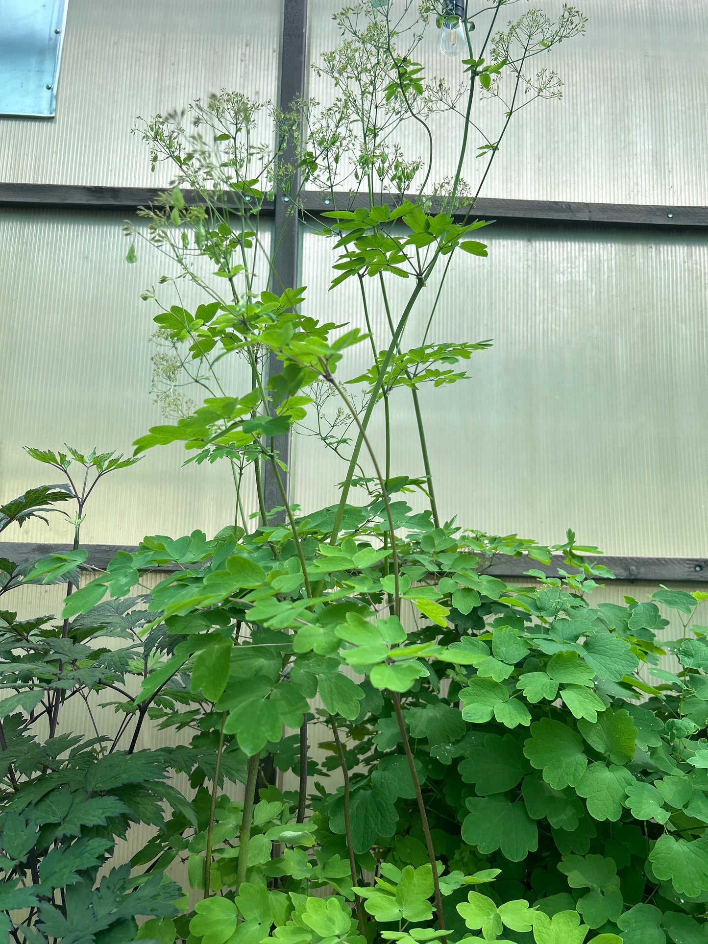 1 Gal Thalictrum 'Black Stocking'