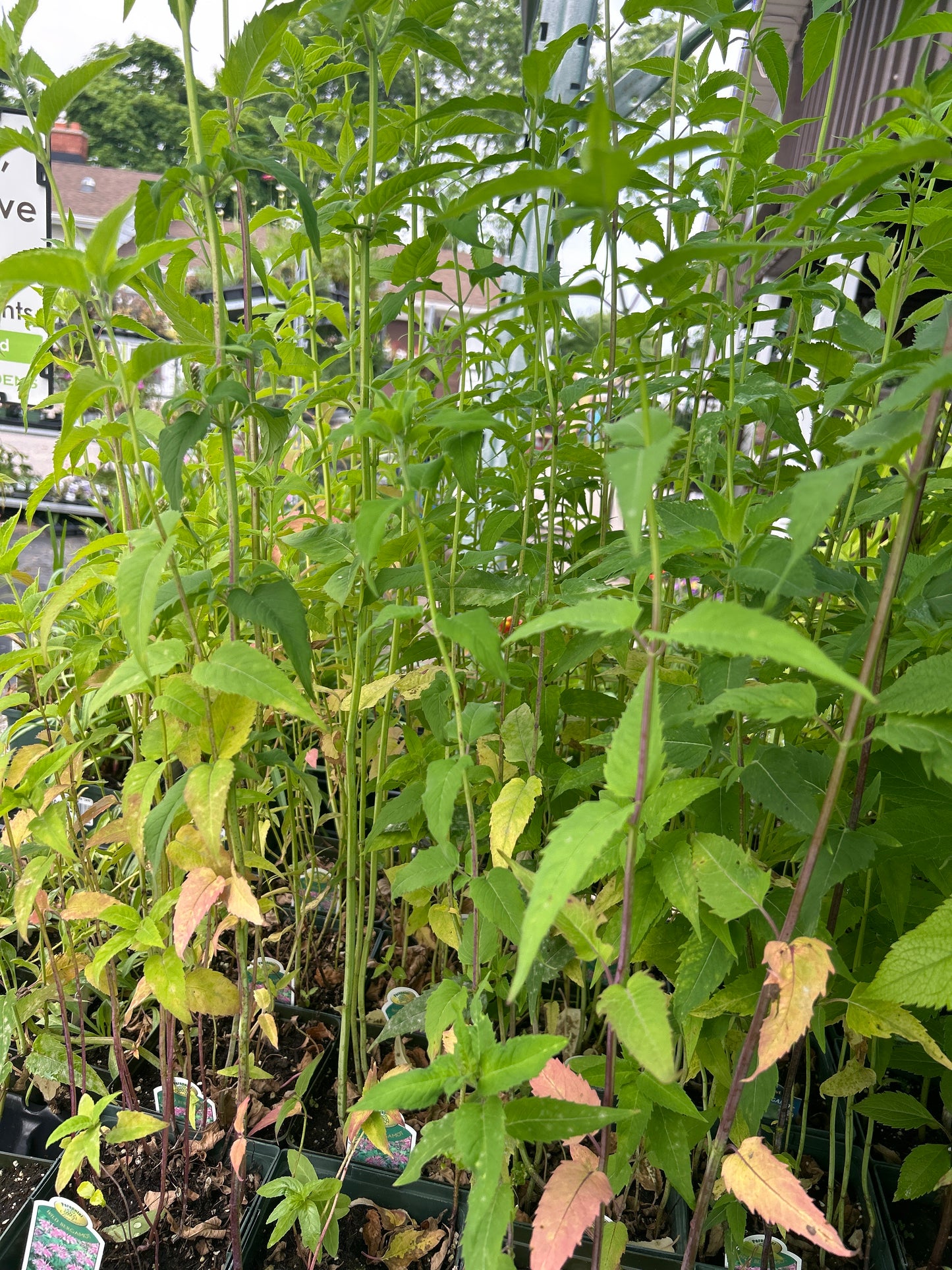 1 Gal Monarda Fistulosa 'Wild Bergamot' Bee balm