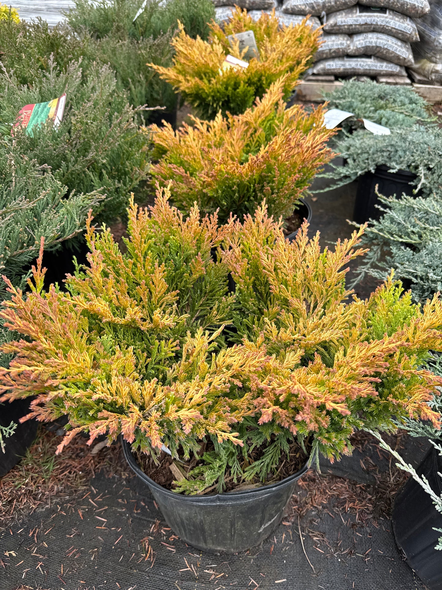 Lime Glow Juniper