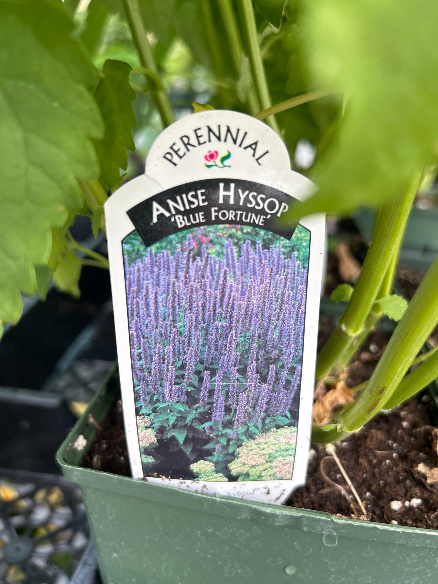 1 Gal Agastache (Hyssop)