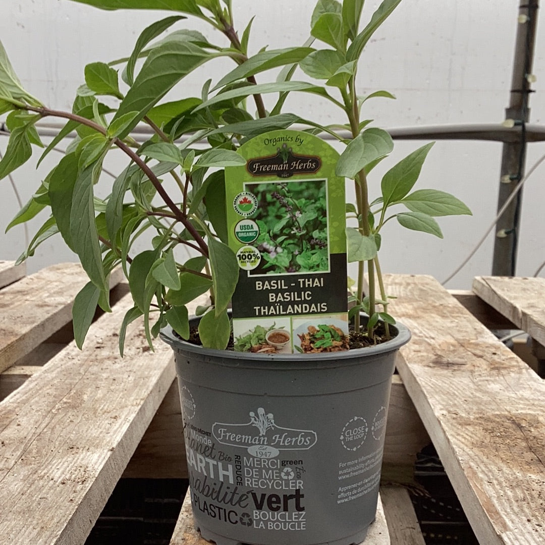 4" Organic Thai Basil
