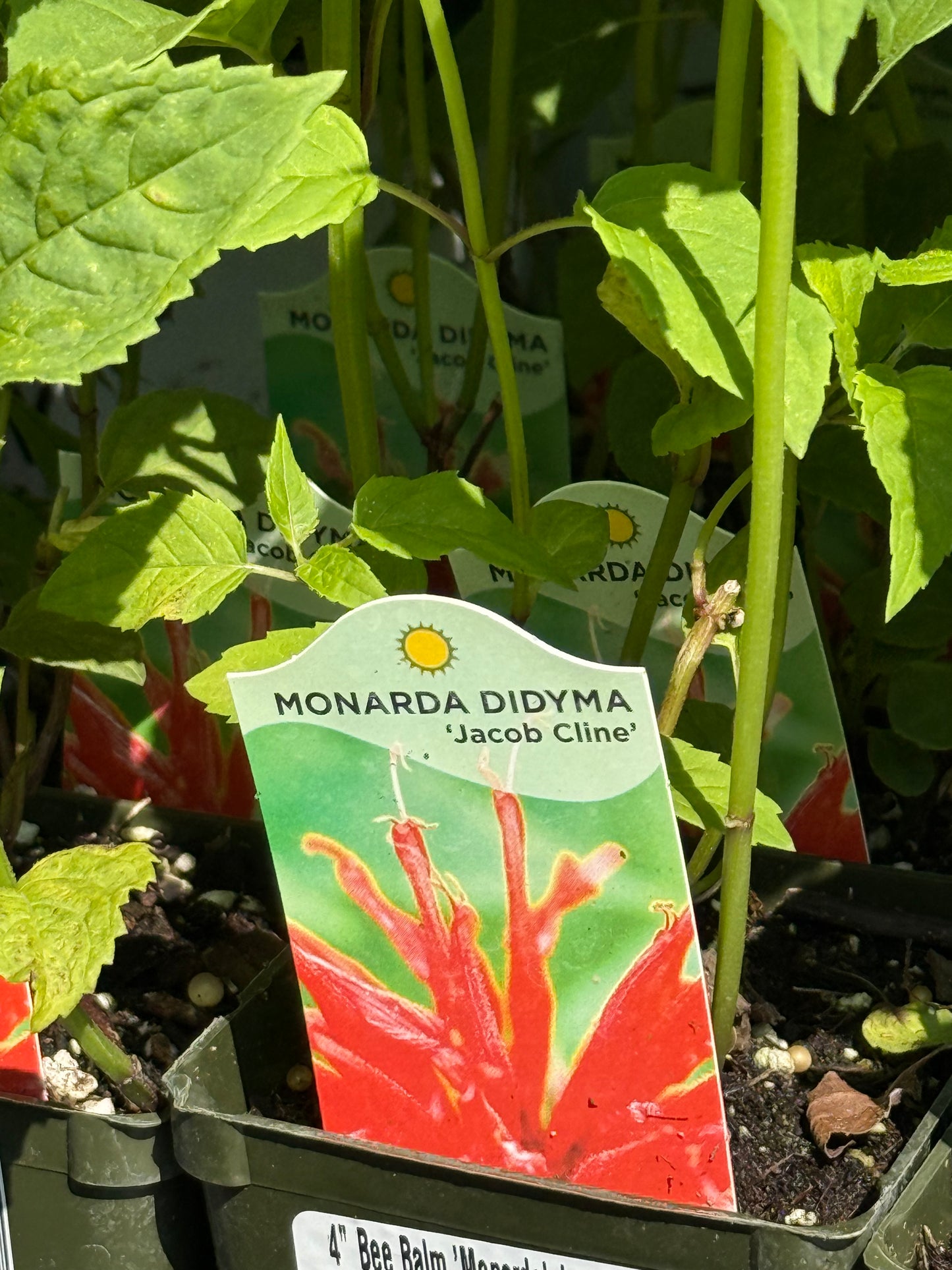 4" Bee Balm 'Monarda'