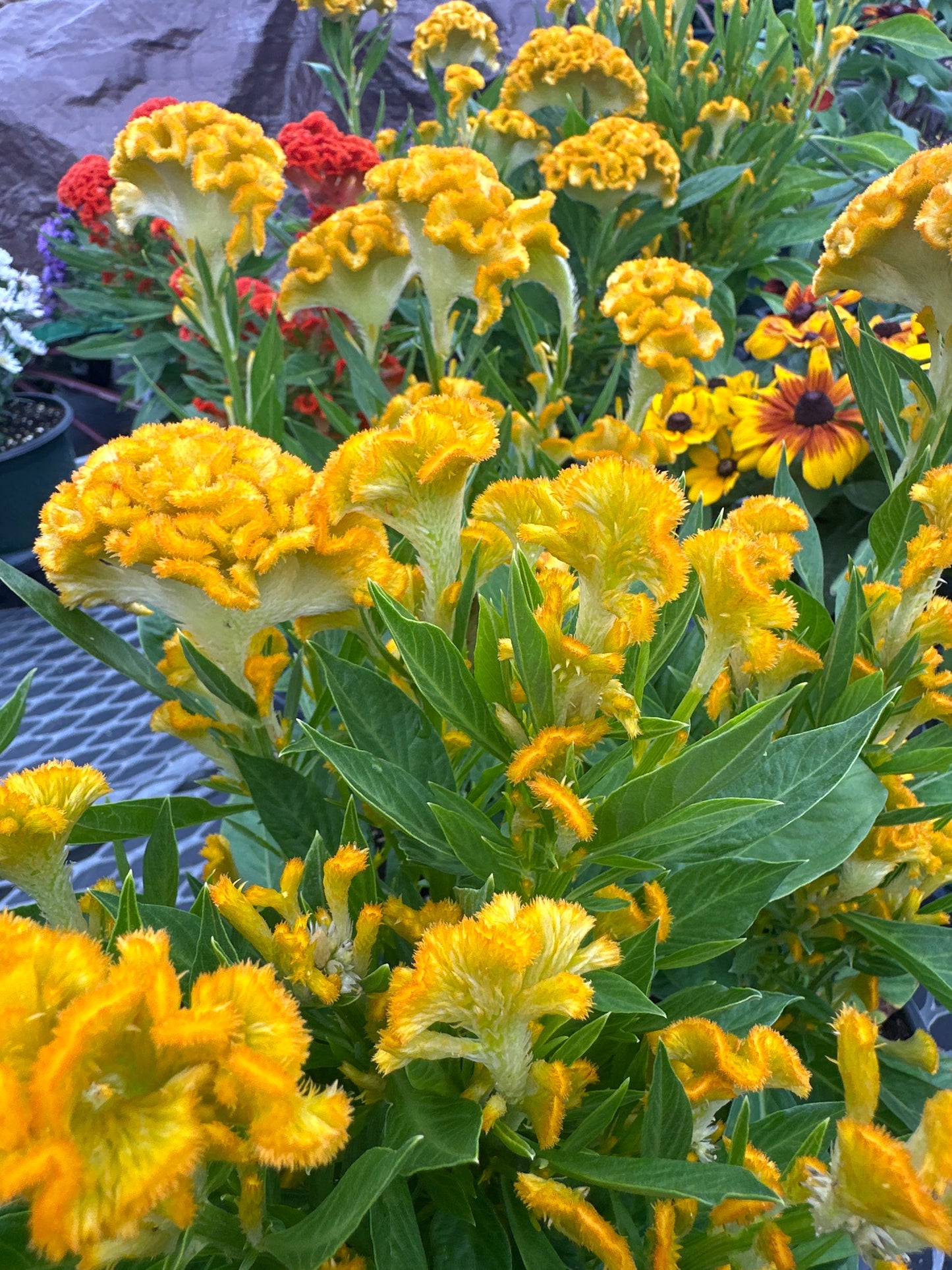 Twisted Celosia