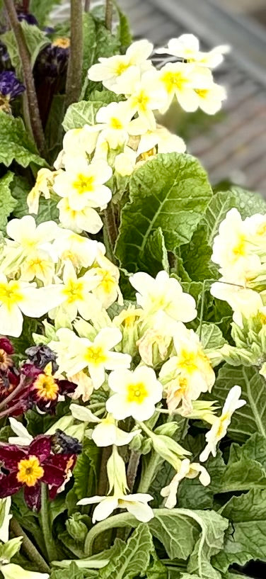 Perennial Primula