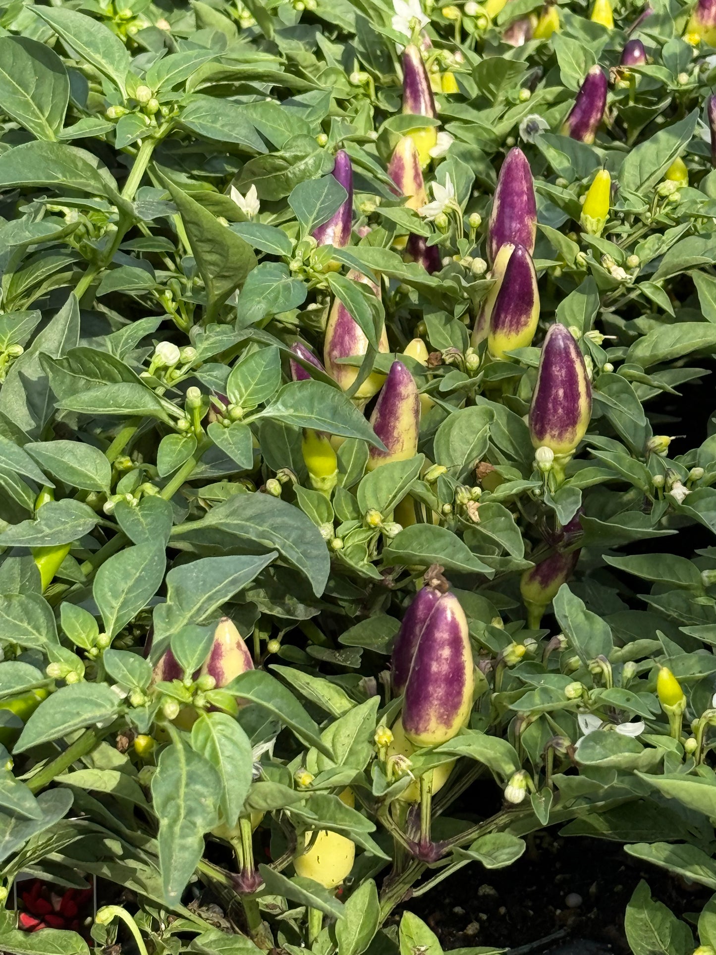 4.5" Ornamental Pepper