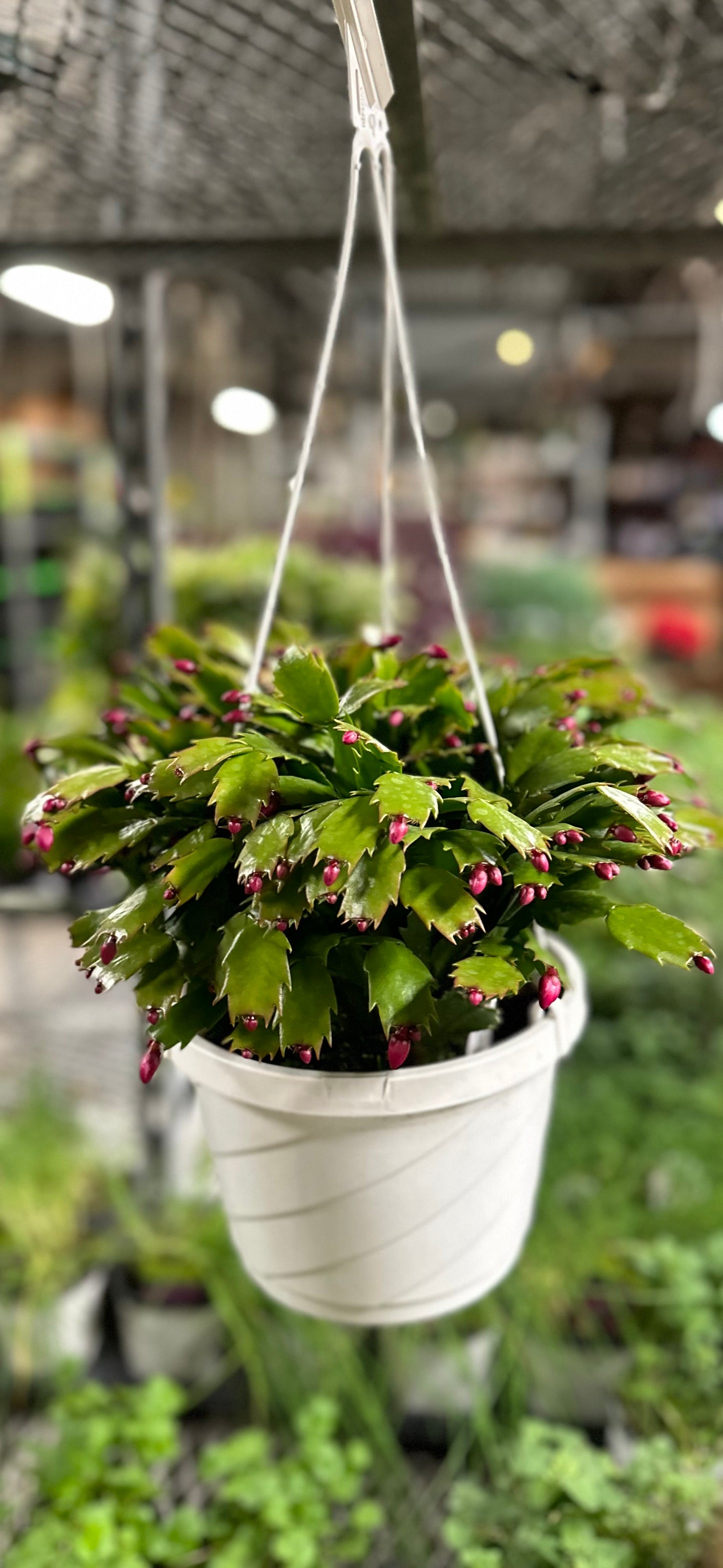 8" Hanging Christmas Cactus 'Zygocactus'